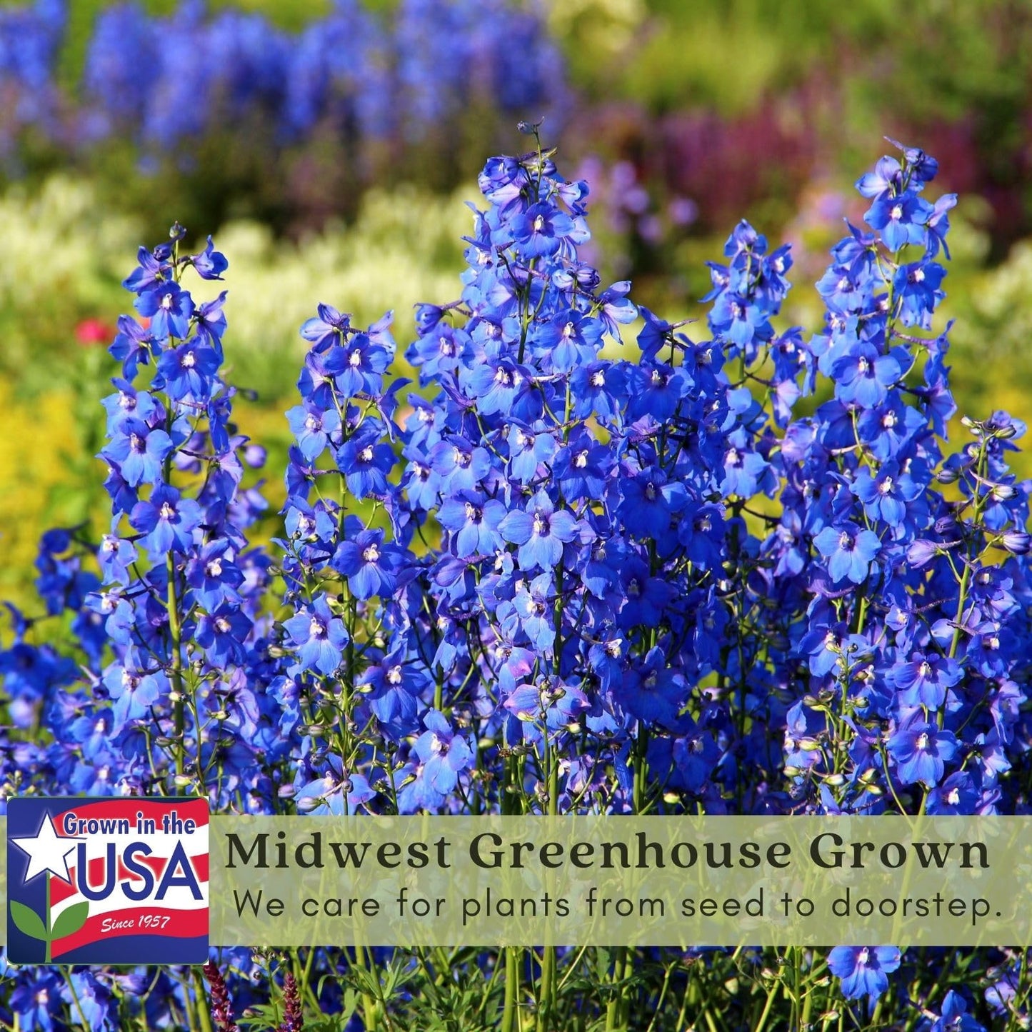 Clovers Garden Delphinium Blue Mirror (Larkspur) Plants – Two (2) Live Plants – Non-GMO - Not Seeds - Each 4" to 8" Tall – in 4" Inch Pots – Large Flower Spikes