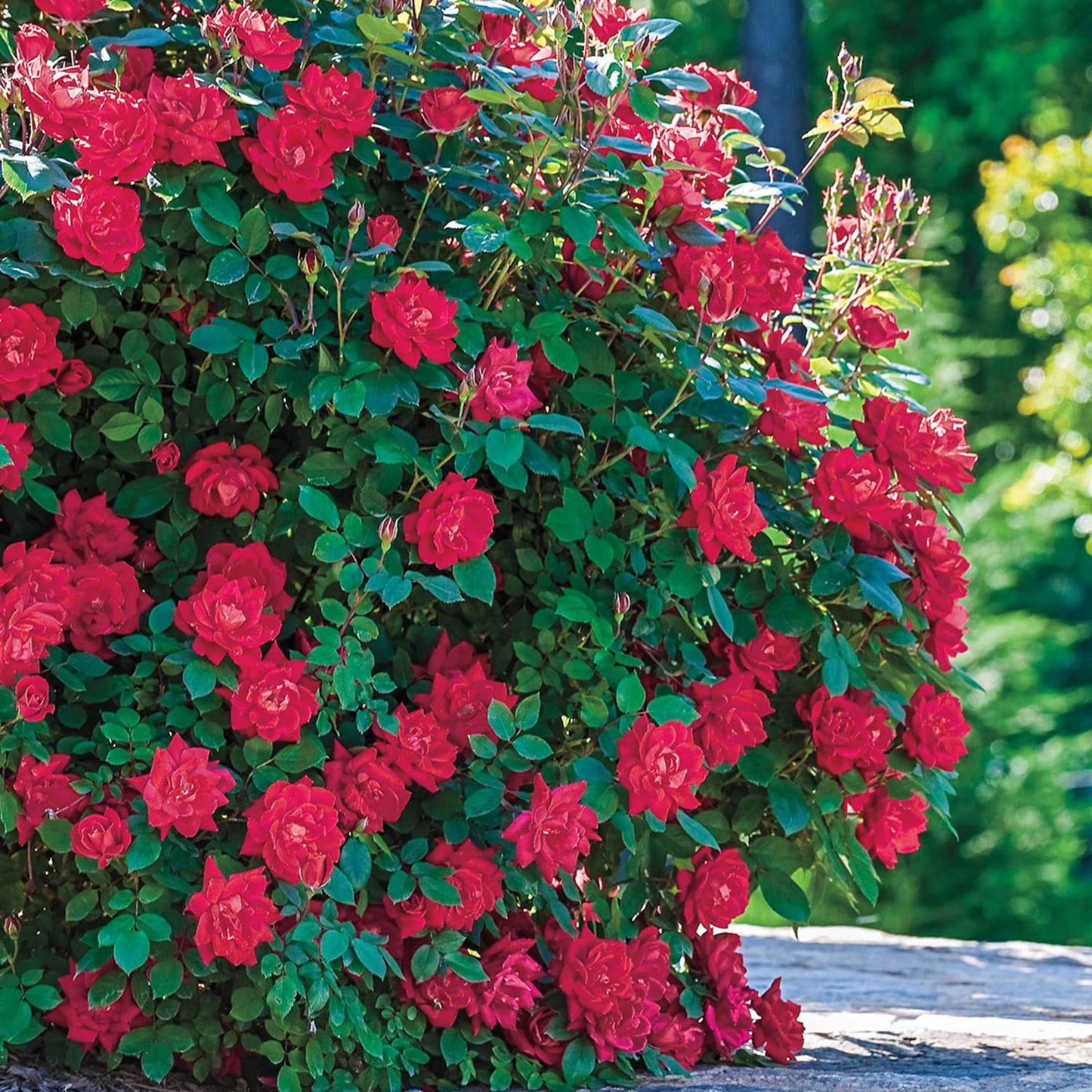 GARDENS ALIVE! - Red Double Flowering Knock Out Rose Bush Dormant Bare Root Starter Plant, One Plant per Offer - Grown on its own Root Stock