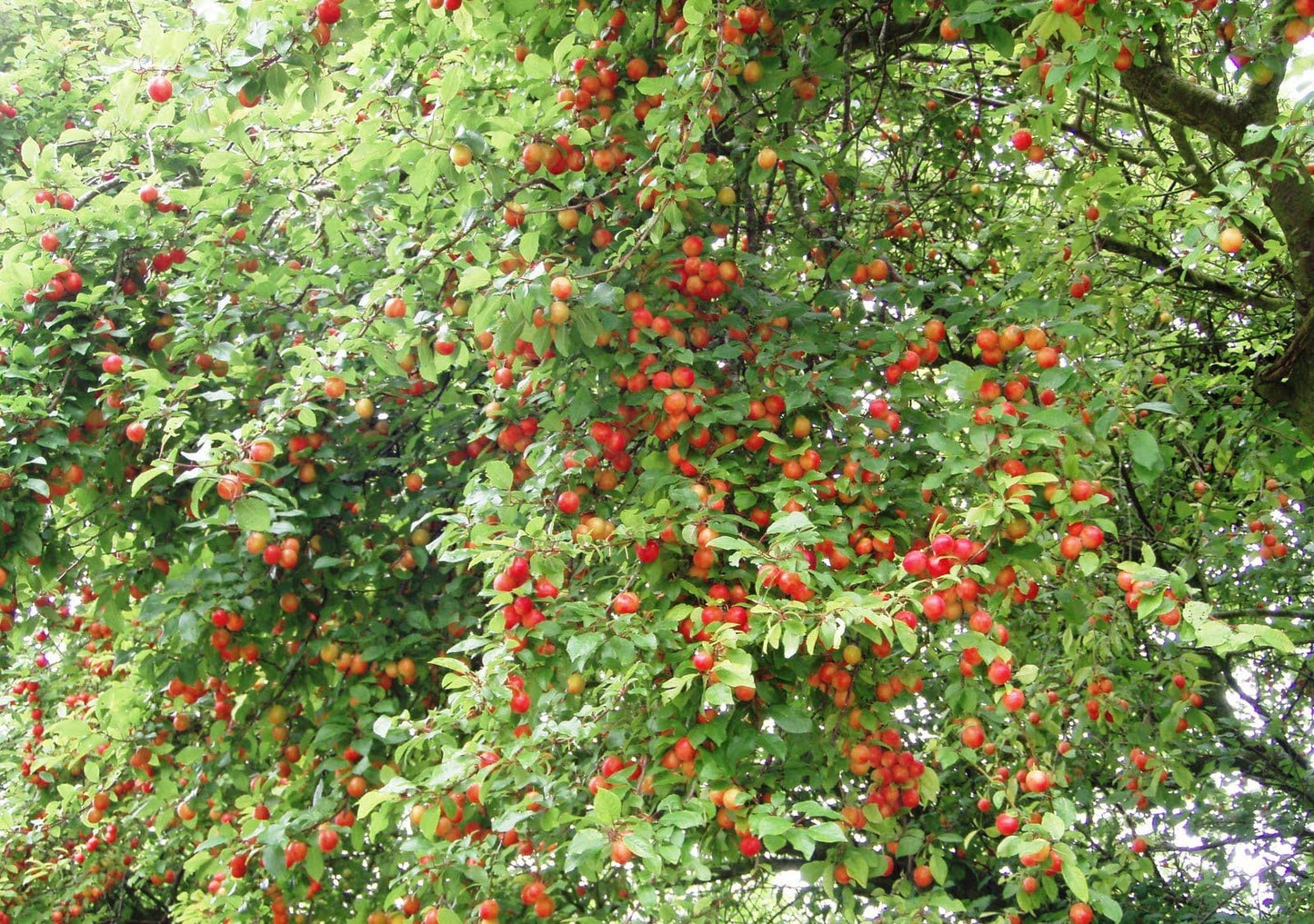 Red June Plum Trees - Self Pollinating Live Fruit Plant Shipped 2 to 3 Feet Tall by DAS Farms
