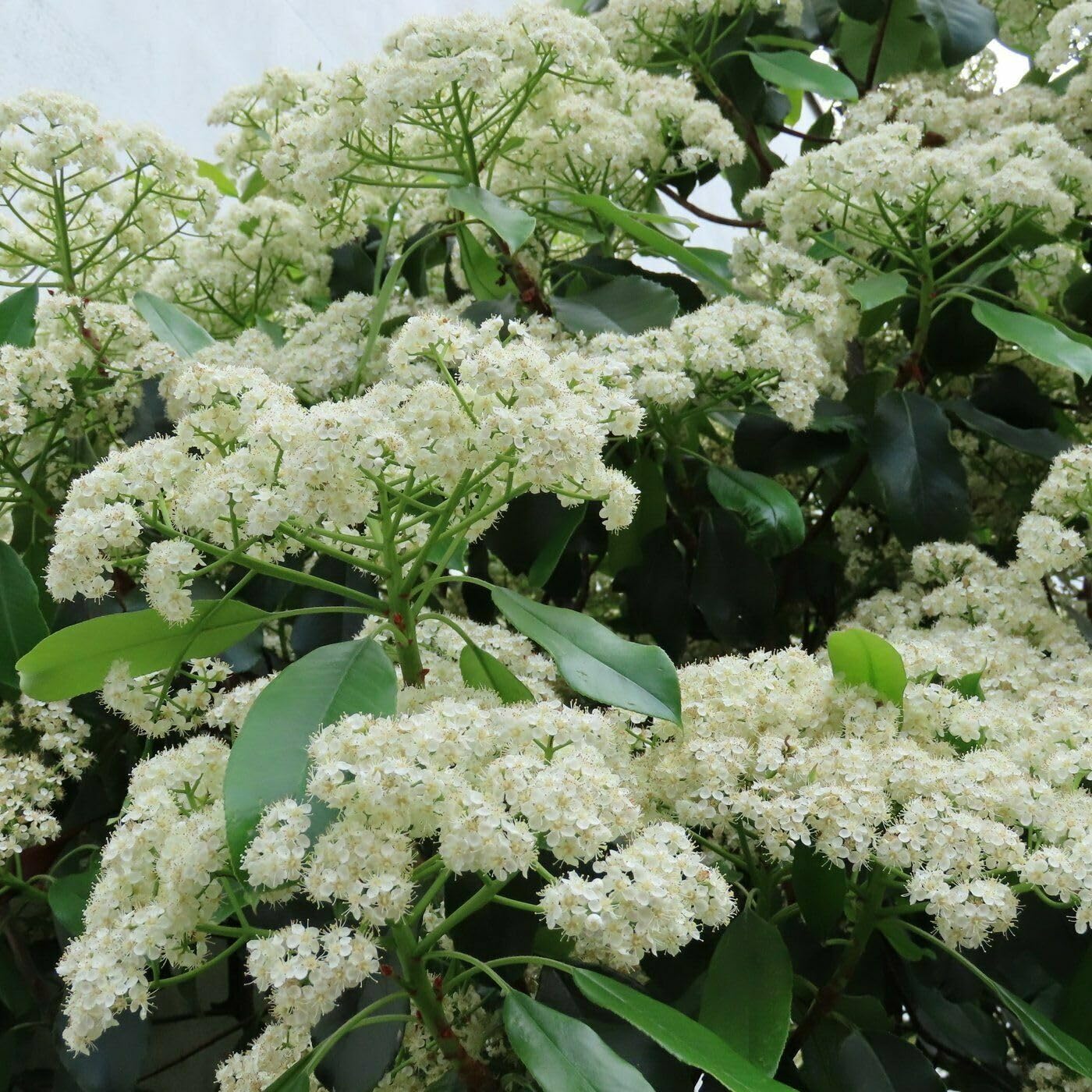 Live Plant - Nannyberry Viburnum Shrub/Bush/Tree - 18-24" Tall Live Plant - Viburnum lentago