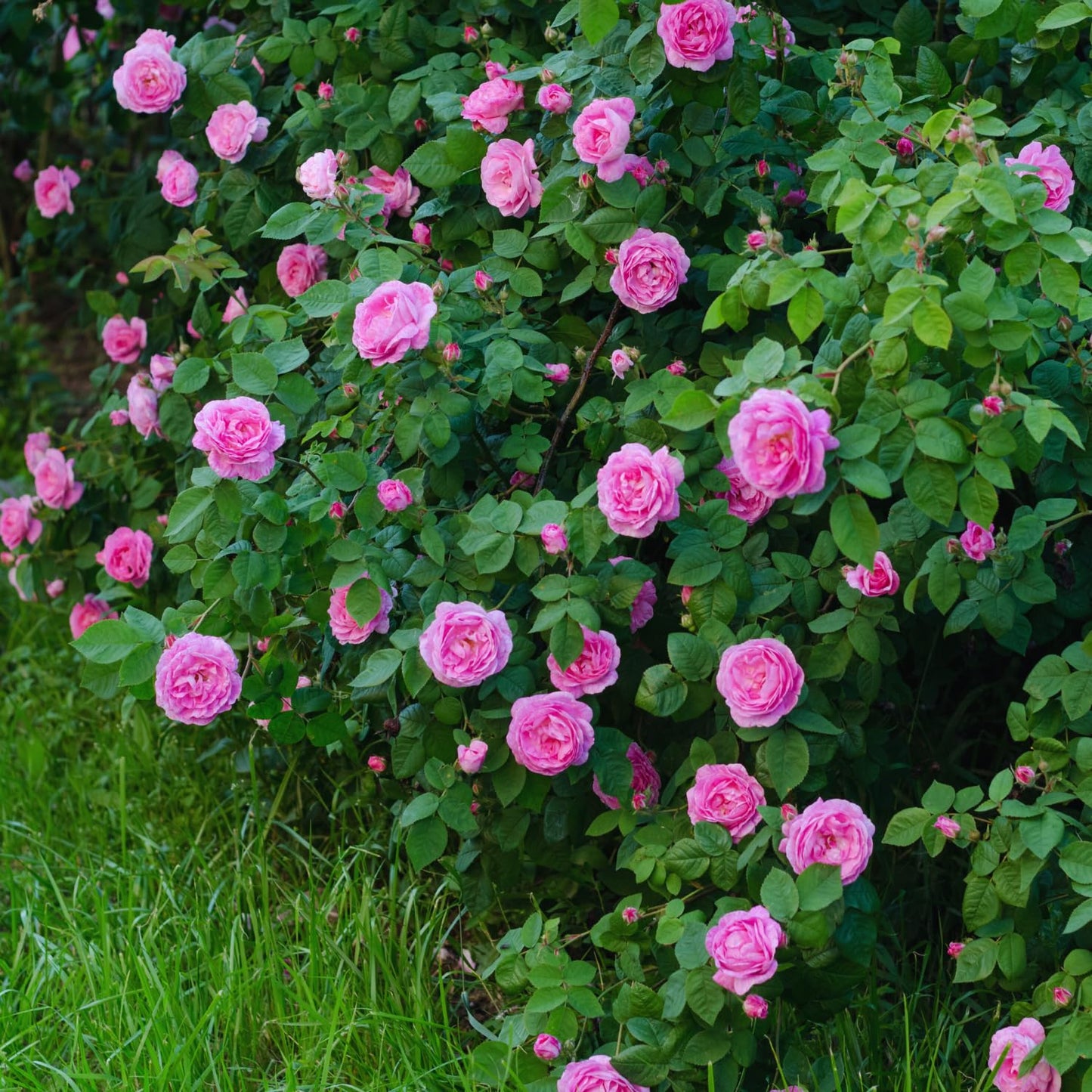 Pink Rose Plant Live, Rose Bush Shrub Plant, Climbing Rose Flower Plant, 2.5 Inc Potted