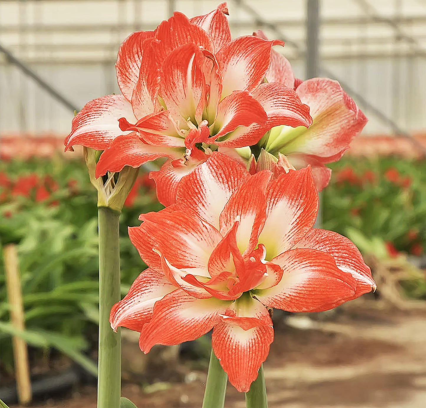Amaryllis 'China Star' stuns with its Striking red-Orange Petals Edged in White, Creating a Bold and Elegant Contrast. Double Amaryllis Amaryllis 'China Star' 28-39 cm. Bare Root Bulb.