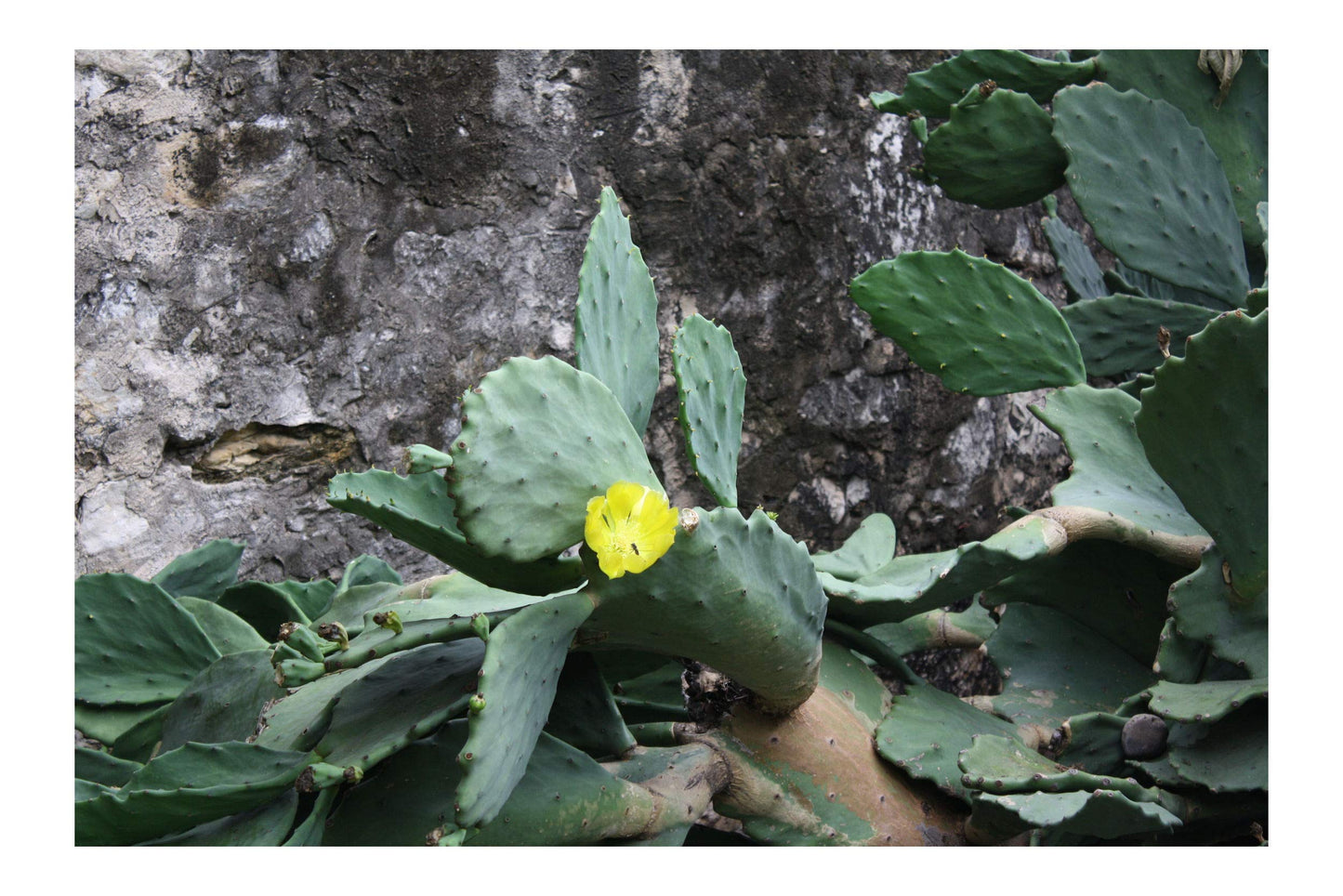 Opuntia matudae Xoconostle Prickly Pear Cactus 20 Seeds Yellow Flowers Green - Pink Fruit Drought Tolerant Ornamental Cactus Succulent