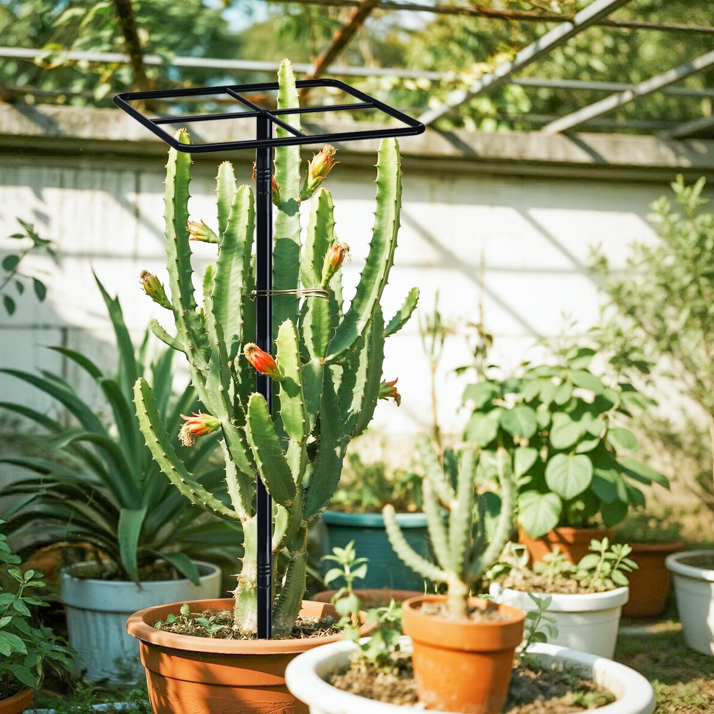 iCHKED 63'' Metal Dragon Fruit Trellis, Adjust Durable Dragon Fruit Plant Trellis Support Garden Fruit Stand for Vertical Climbing Plants Trees Cactus Roses Vines Outdoor Indoor,1 Pcs