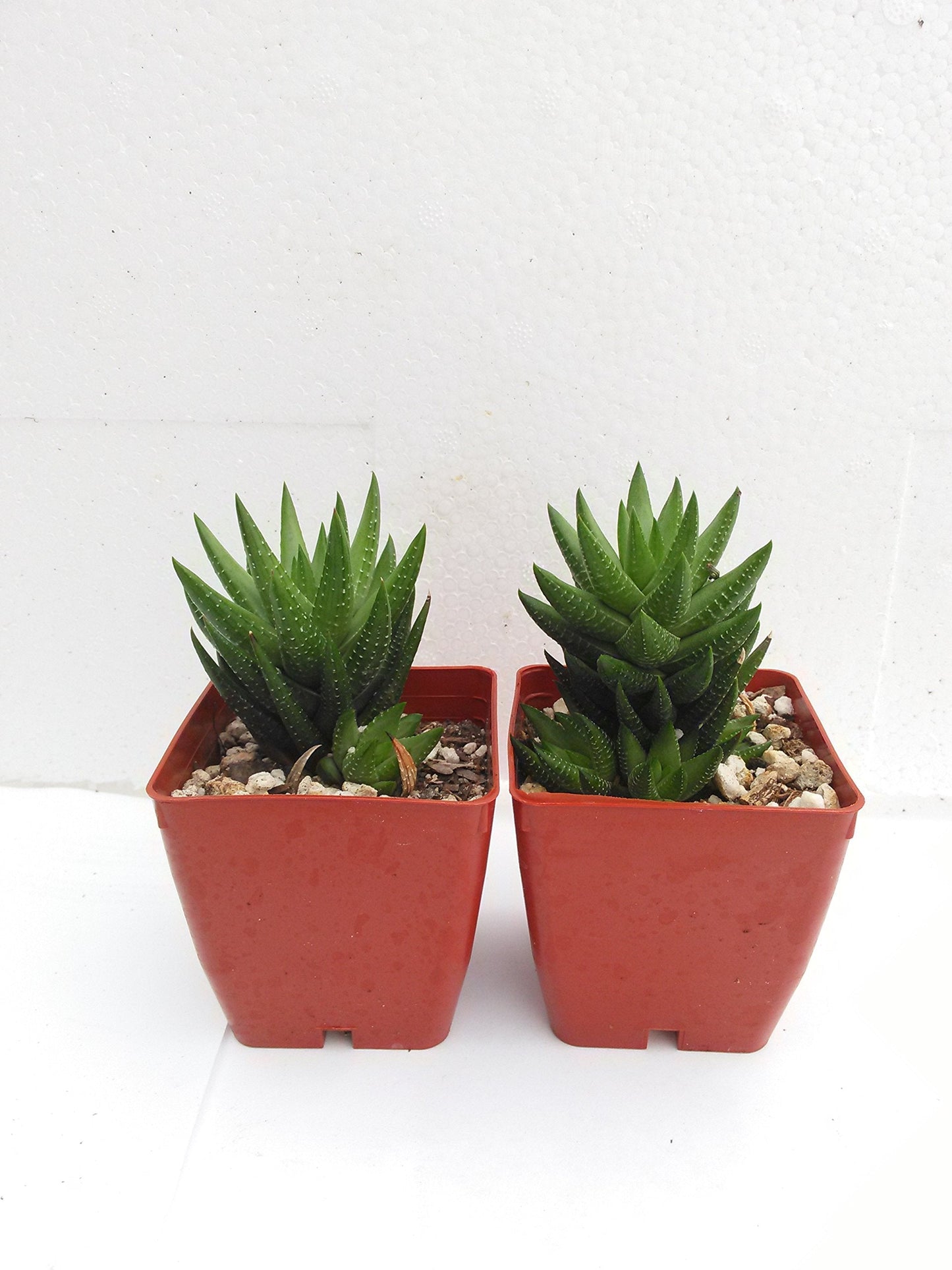 Two Haworthia Attenuata, Zebra 2'' Pot Zebrina Exotic Rare Succulent Cactus Plant Cacti Unique From Jmbamboo