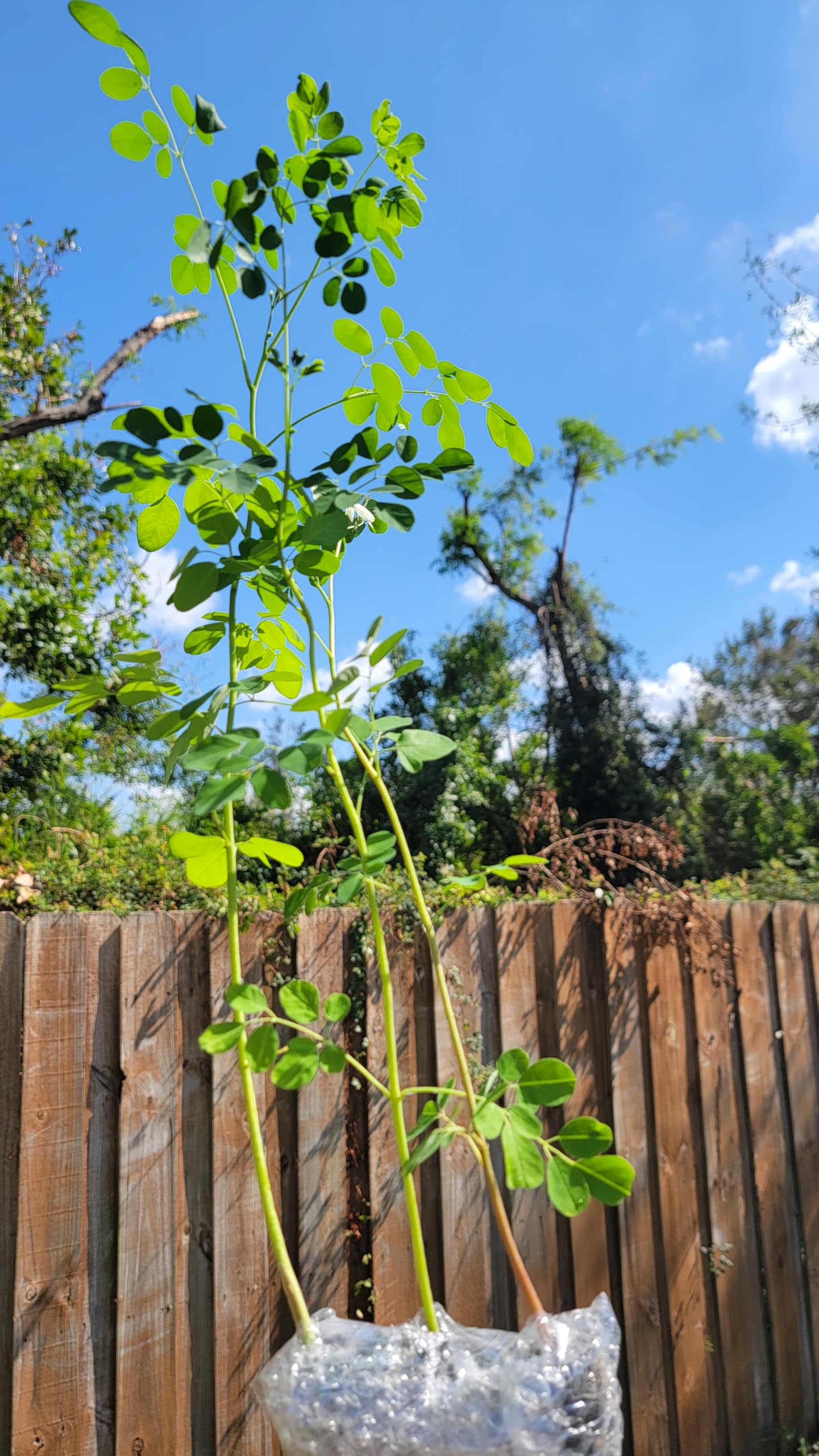 Moringa Tree Live 1 Moringa Plant with Free Moringa Seeds. Drumstick Tree - Miracle Tree - Malunggay - Easy to Grow - Herb - Vegetable - Nutrient-Dense