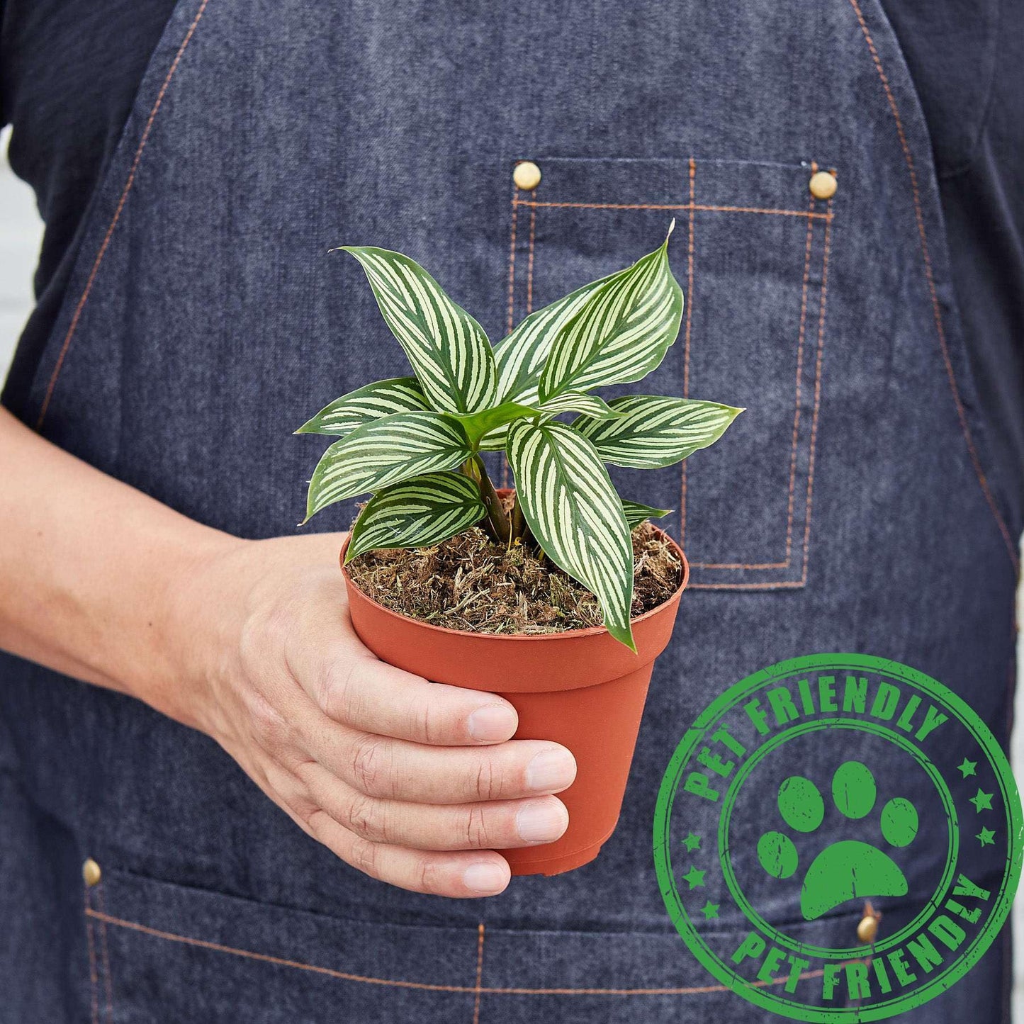 Calathea Vittata Live Plant for Indoor | Different Houseplants in 4'' & 6'' Pot | Real House Plant for Living Room, Office, Desk & Bathroom | Peacock Plant | Zebra Plant