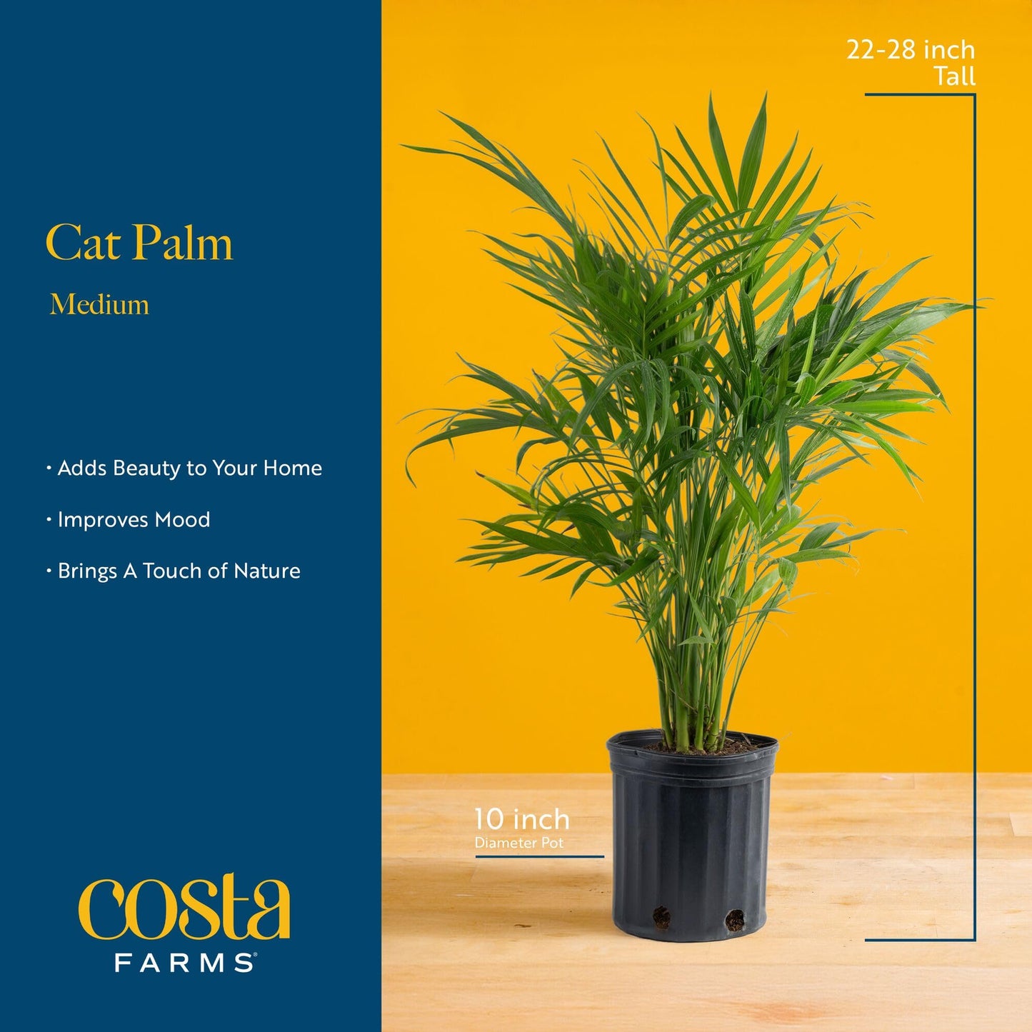 Costa Farms Cat Palm Live Plants in Decorative Pot, Large Indoor Houseplant, Perfect for Home, Room, or Office Decor, Great House Warming or Birthday Gift, 3-4 Feet Tall, Pack of 2