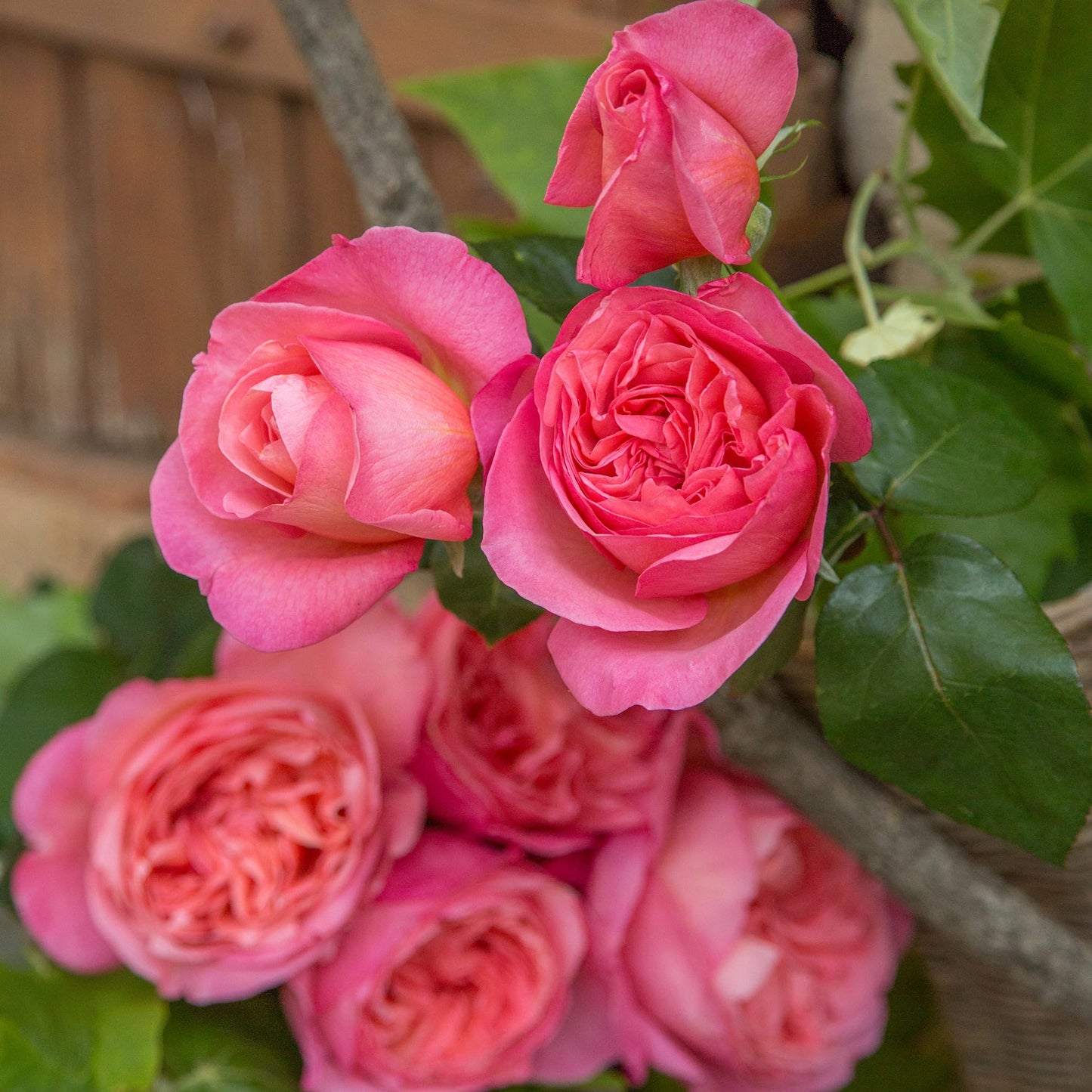 Summer Romance Rose Live Plant 1.5 Gallon Potted, Very Fragrant Pink Flowers, Own Root Floribunda, Stargazer Perennials