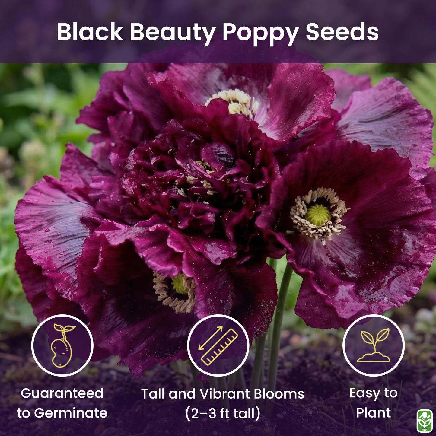 Black Beauty Poppy Seeds for Planting - 300 Fresh Flower Seeds - Tall Dark Purple Wildflower Seeds to Plant Outside - Re-Seeding Annual - Grown in The USA