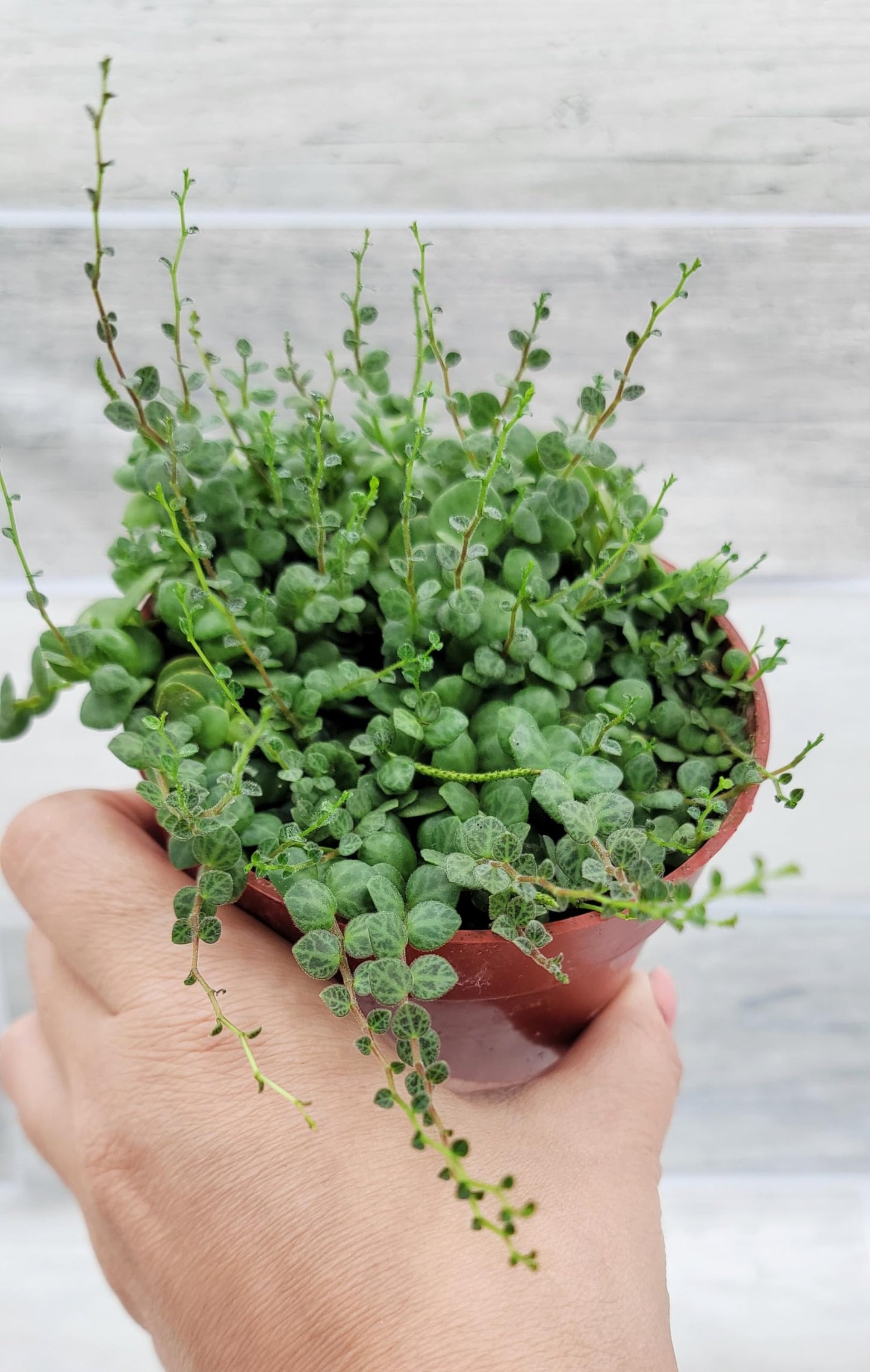 String of Turtles Peperomia Prostrata Plants Live Houseplants, Rare Indoor Plants, Fully Rooted Live Indoor Plants in 4-Inch Pot by 3exoticgreen