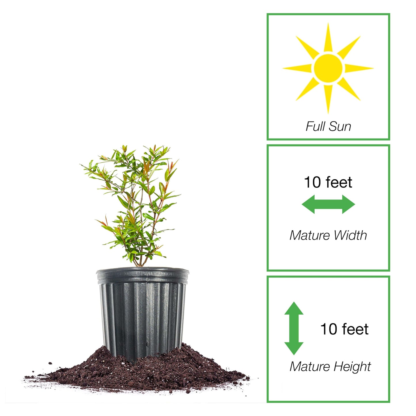 PERFECT PLANTS Wonderful Pomegranate Tree Large Delicious Fruit |, 1 Gal, Heavy Producer, 1 count
