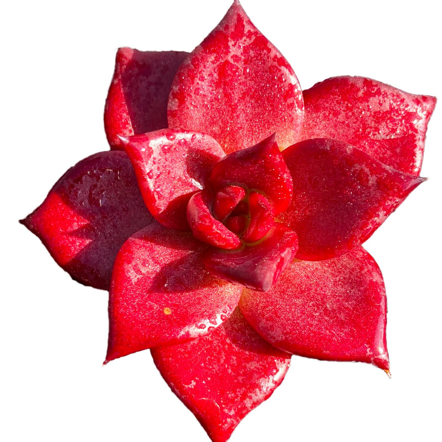 Echeveria Agavoides v Romeo Rubin Rare Live Succulent Plants, Red 1 Head 3" Live Plant, Package Without Pot Soil, Garden Indoor Office Desk, Wedding Party Baby Shower Decoration, Plant Lovers Gifts