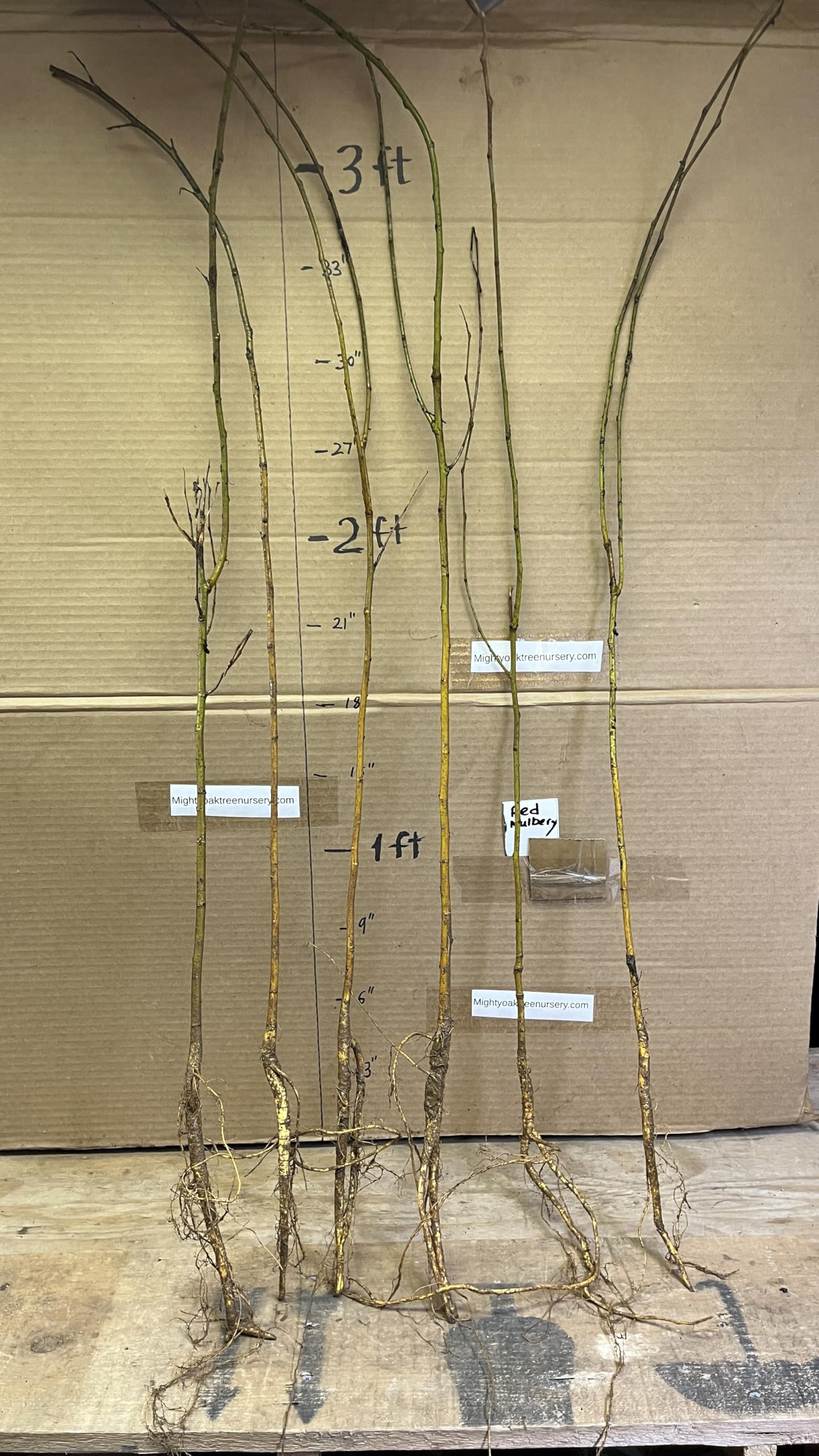 24-36" Tall Red Mulberry (Morus rubra) Plant, Bare Root