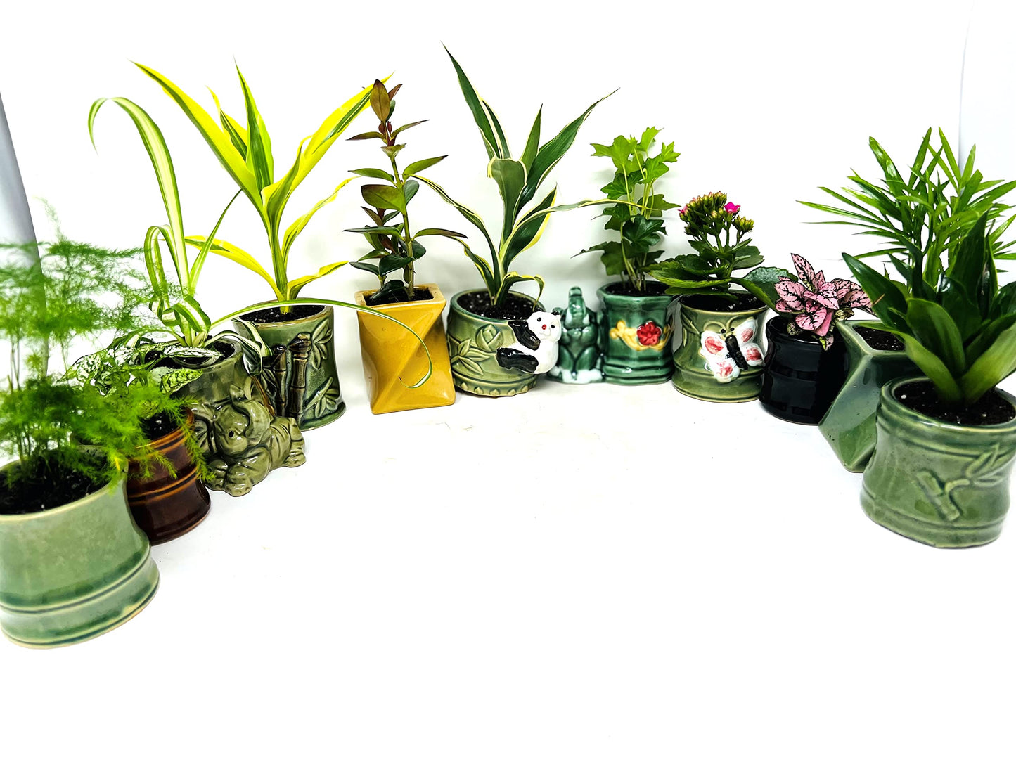 JM BAMBOO Easy to Care Plant Collection- 3 Plants 2'' Ceramic pots -Live Houseplants