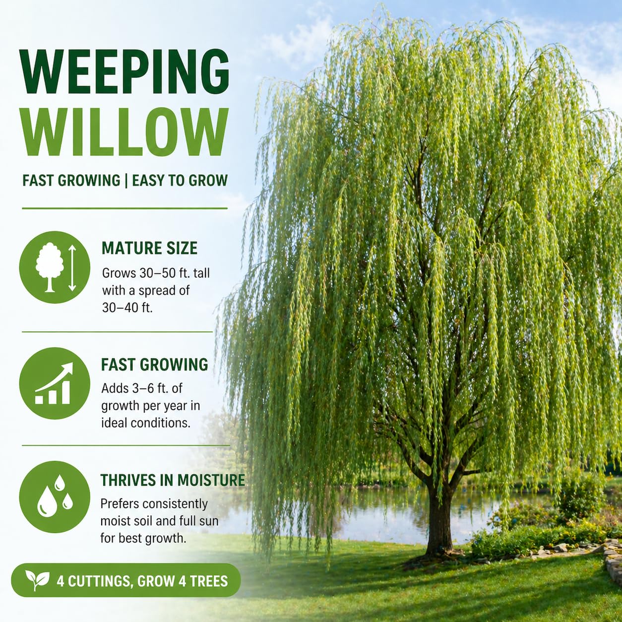 4 Bright Green Weeping Willow Cuttings - Grow 4 Trees - Wisconsin Weeping Willow Root Stock - Fast Growing – Easy to Grow Outdoor Trees – Shade, Privacy Screen, Backyard Landscaping