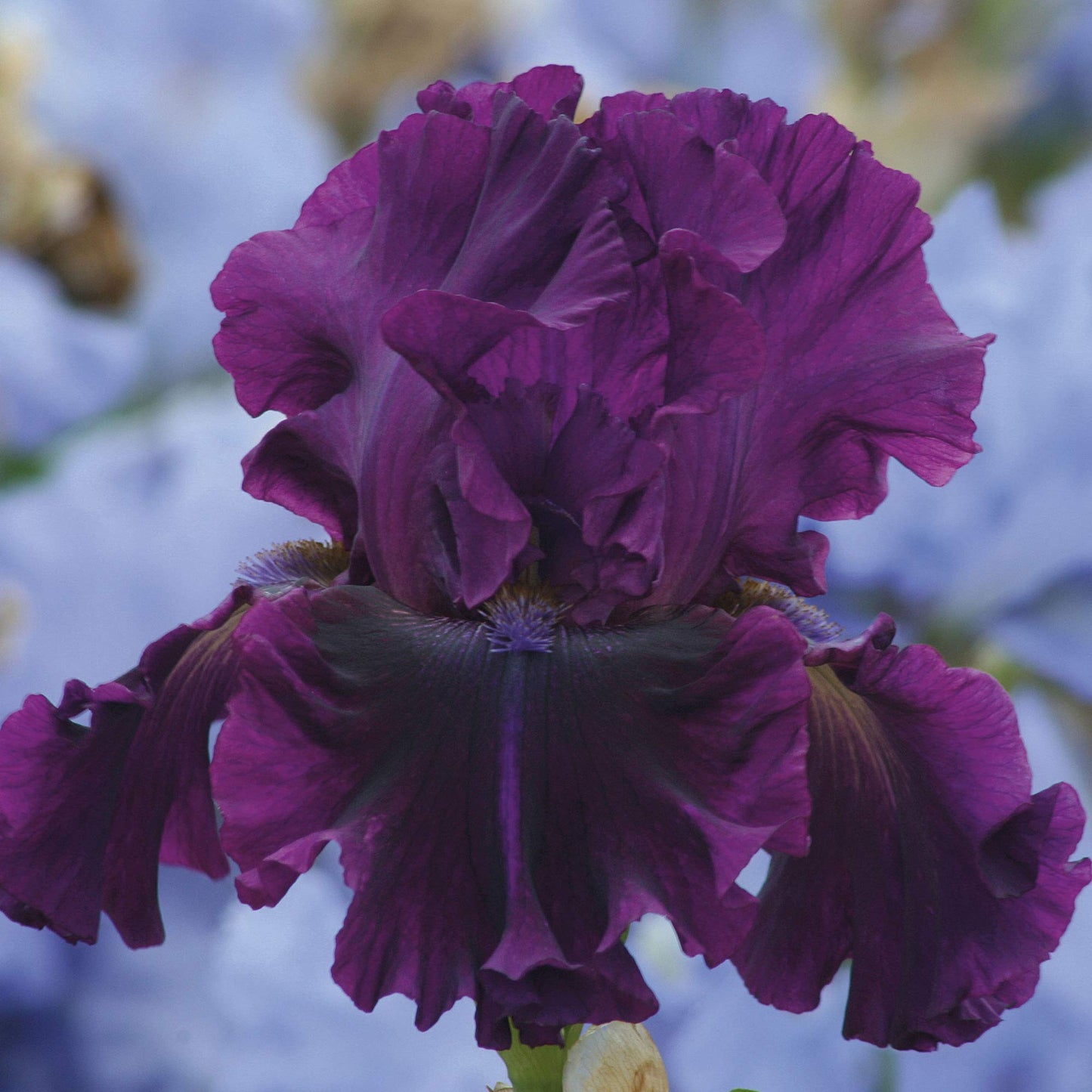 Bearded Iris for Veronica Plant Potted - Deep Purple Black Flowers, Stargazer Perennials