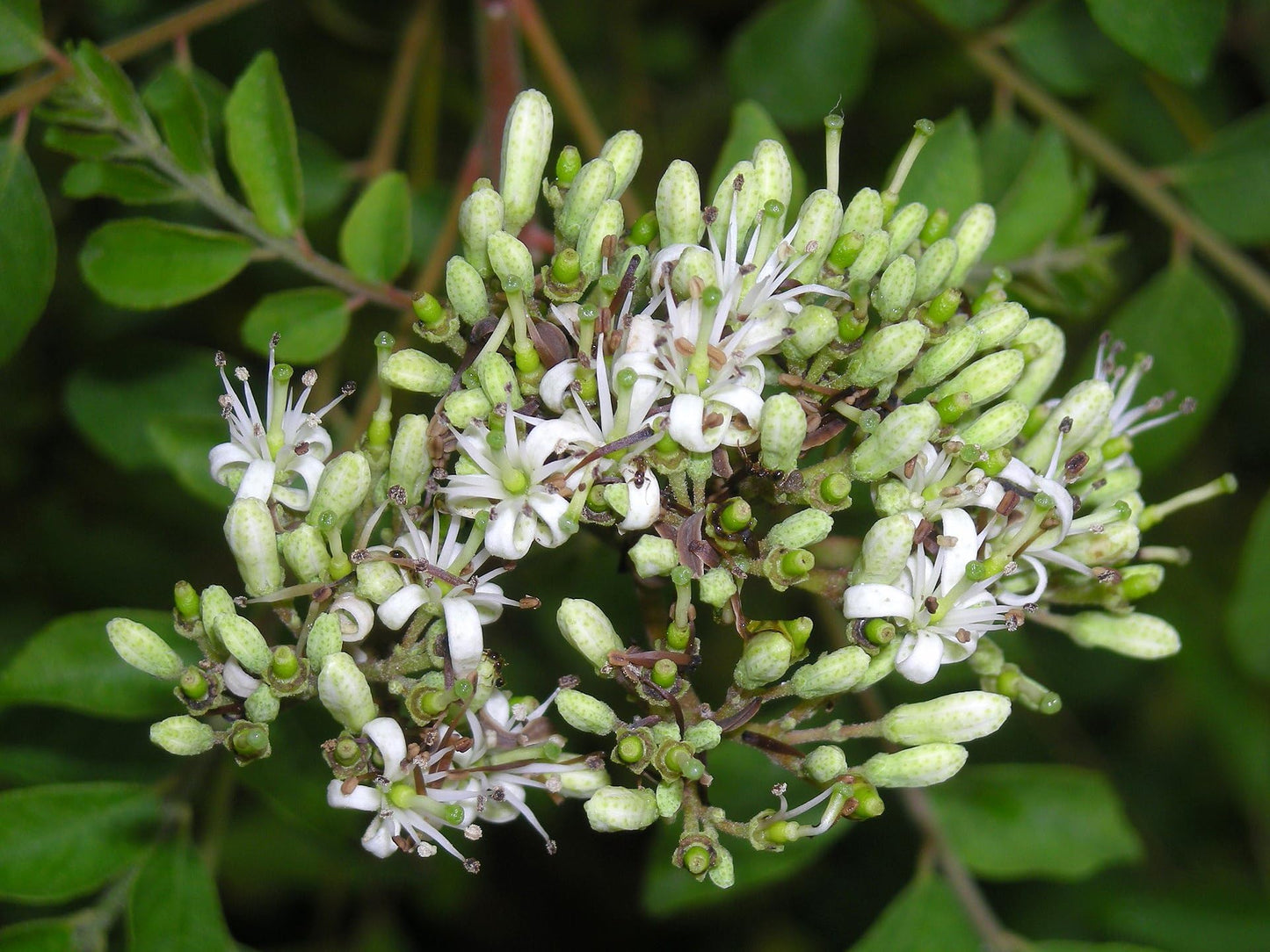 Curry Leaf Plant. Live Plant. Fragrant, Beautiful, Edible. Easy Grow. Indian Cooking Must Have. Murraya Koenigii. (1 Cup)