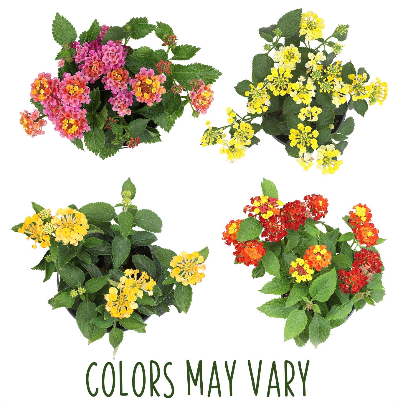Multicolor Lantana Flowers (4 Pack), Easy Plant Care, Attracts Pollinators, Extended Bloom, Heat and Drought Tolerant, Real Flowers, Live Outdoor Flowering Plants