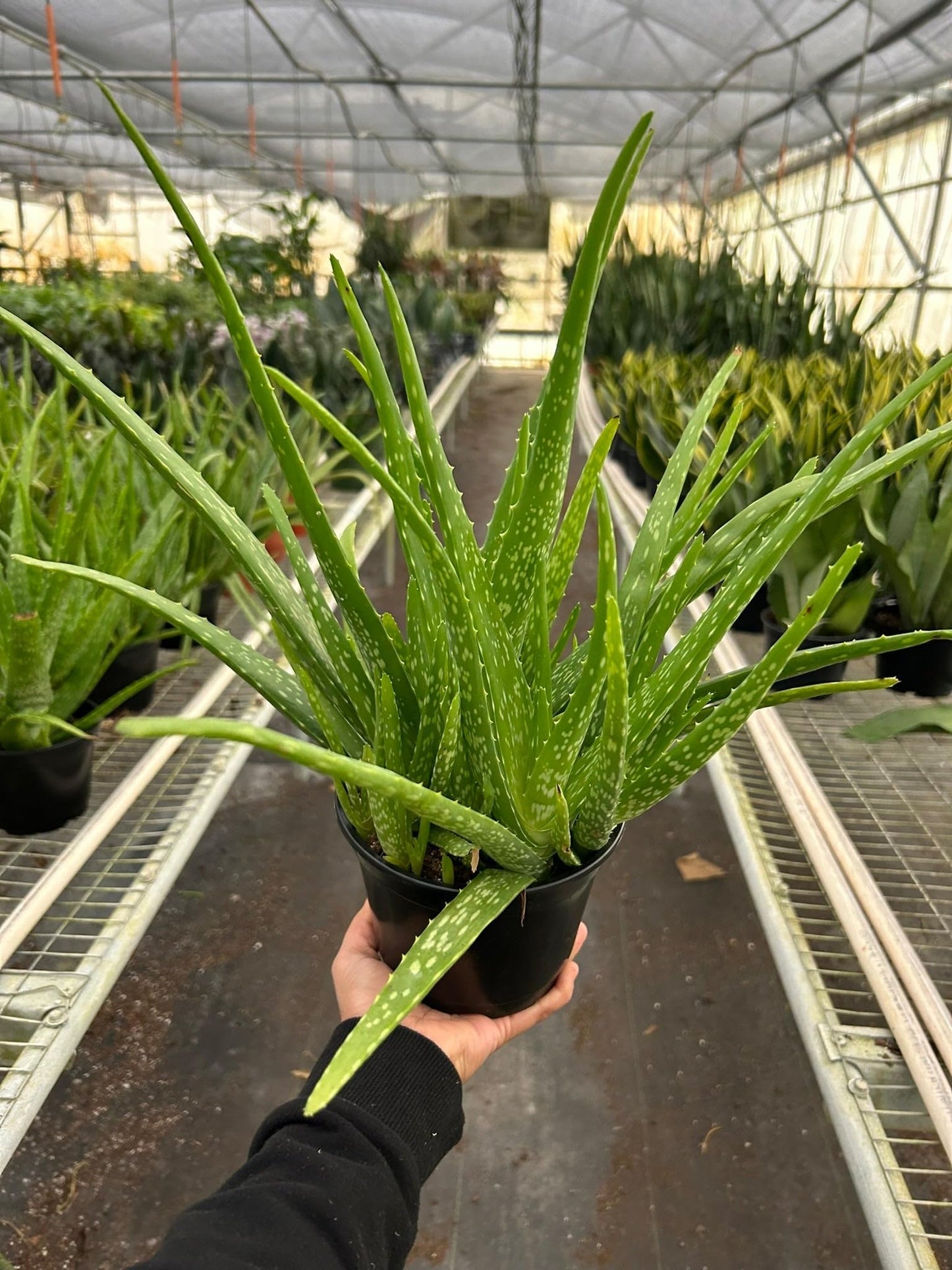 Aloe Barbadensis Mill Vera-4" Pot/White Cylinder - Live Plant Easy Care, Low Maintenance for Home Decor - Air Purification Houseplant