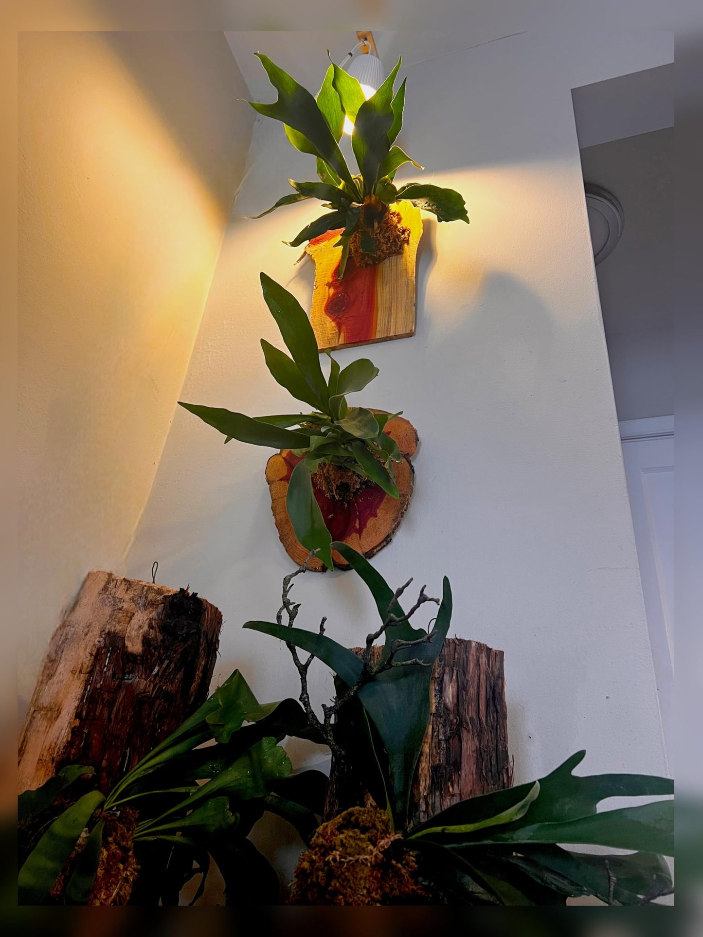 Live Staghorn Fern Wall Mount on Natural Aromatic Cedar Wood Plaque with Live Moss (Staghorn Fern, Meduim)