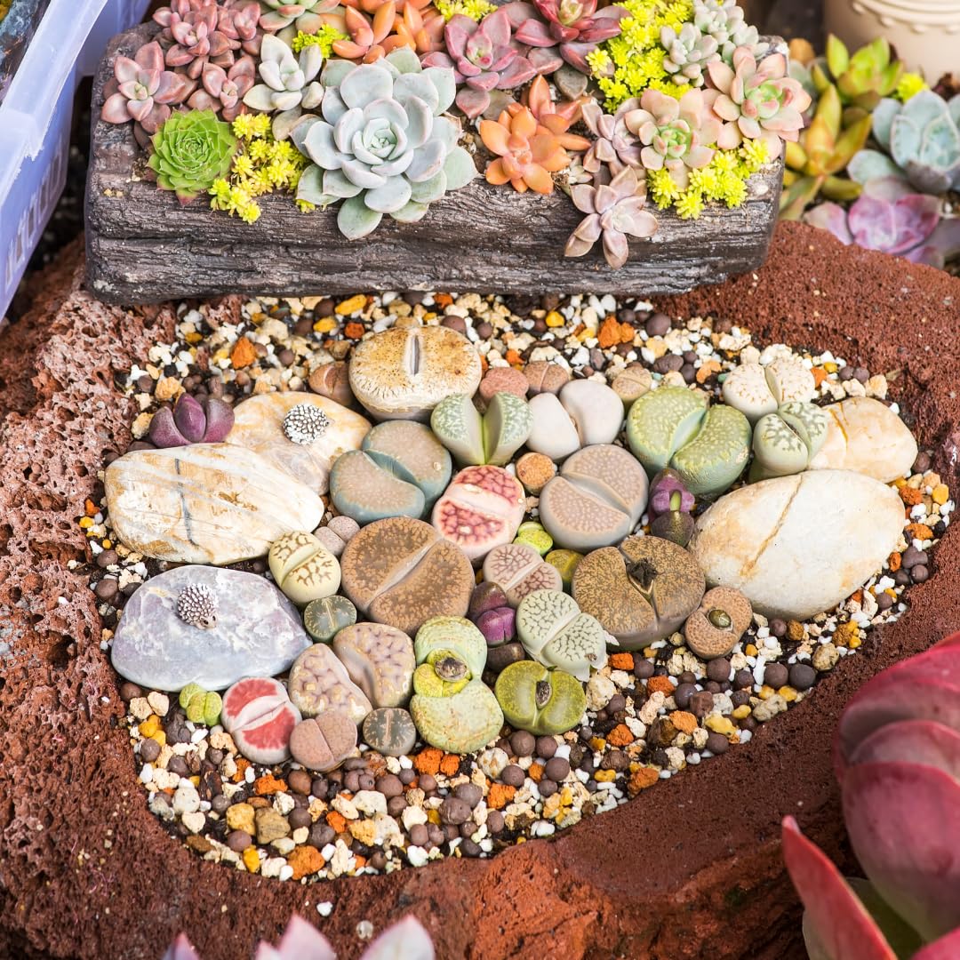 Lithops Large Random Mix Living Stones Succulent Plants Live | 20 Pcs Live Lithops Seedlings | Bare Root Without Pot or Soil, Suitable for Indoor or Outdoor Gardens & Office Use, Friend Plant Lovers