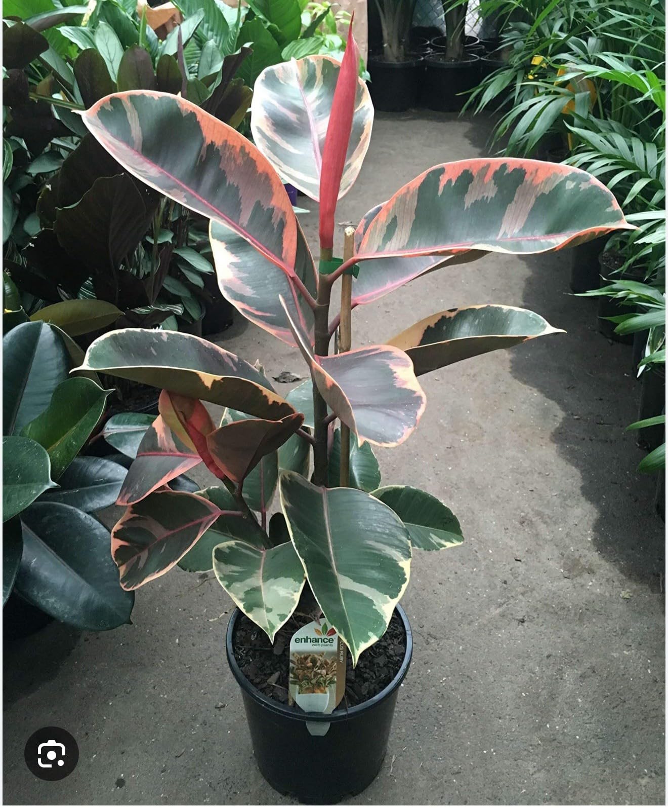 Live Plant - Ruby Rubber Tree-Ficus Elastics-Small Rooted Starter Plant-Pink Variegated Leaf