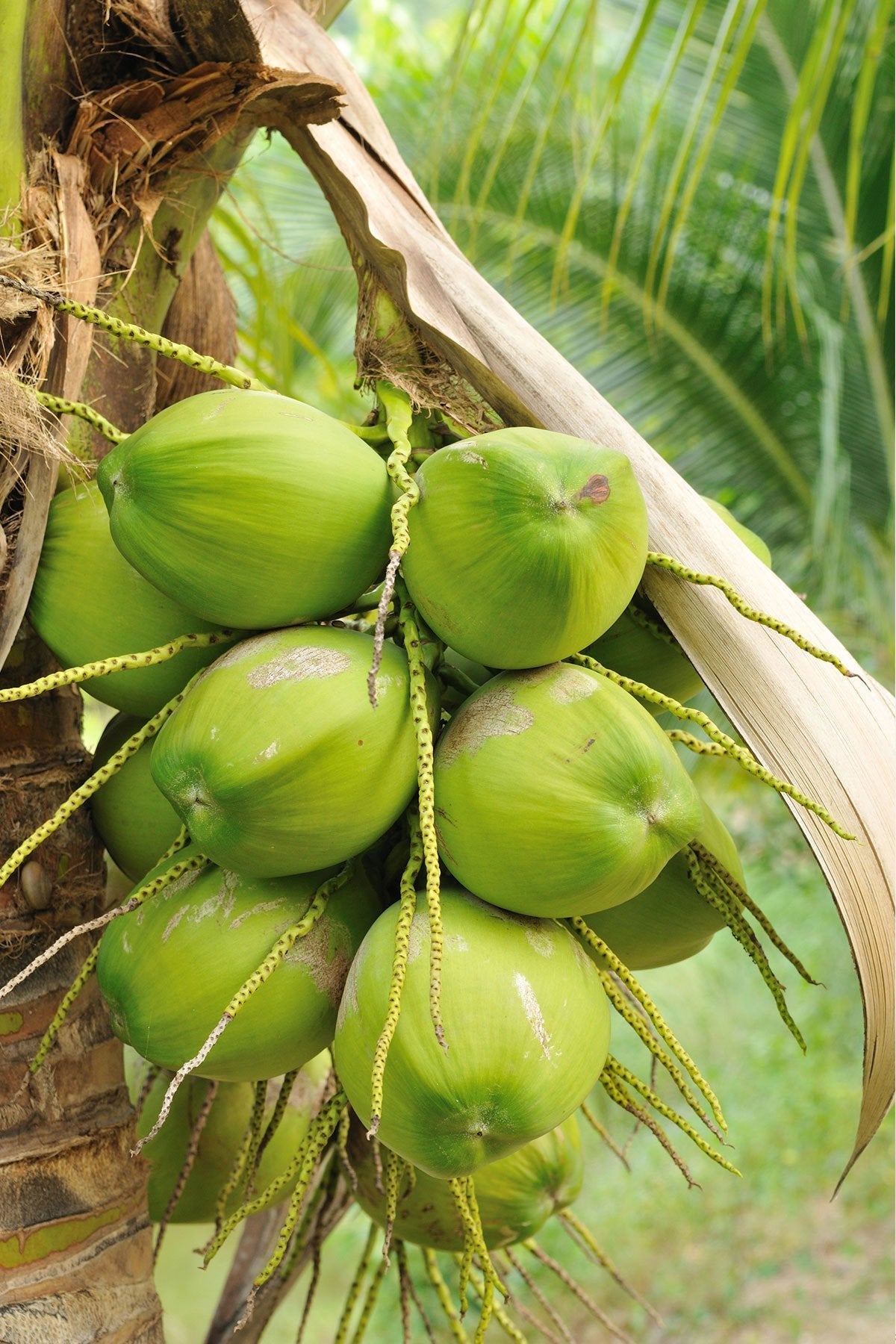 Coconut Tree, Green, Hawaiian Dwarf Malayan (Excludes Ca), Size: 48-inch