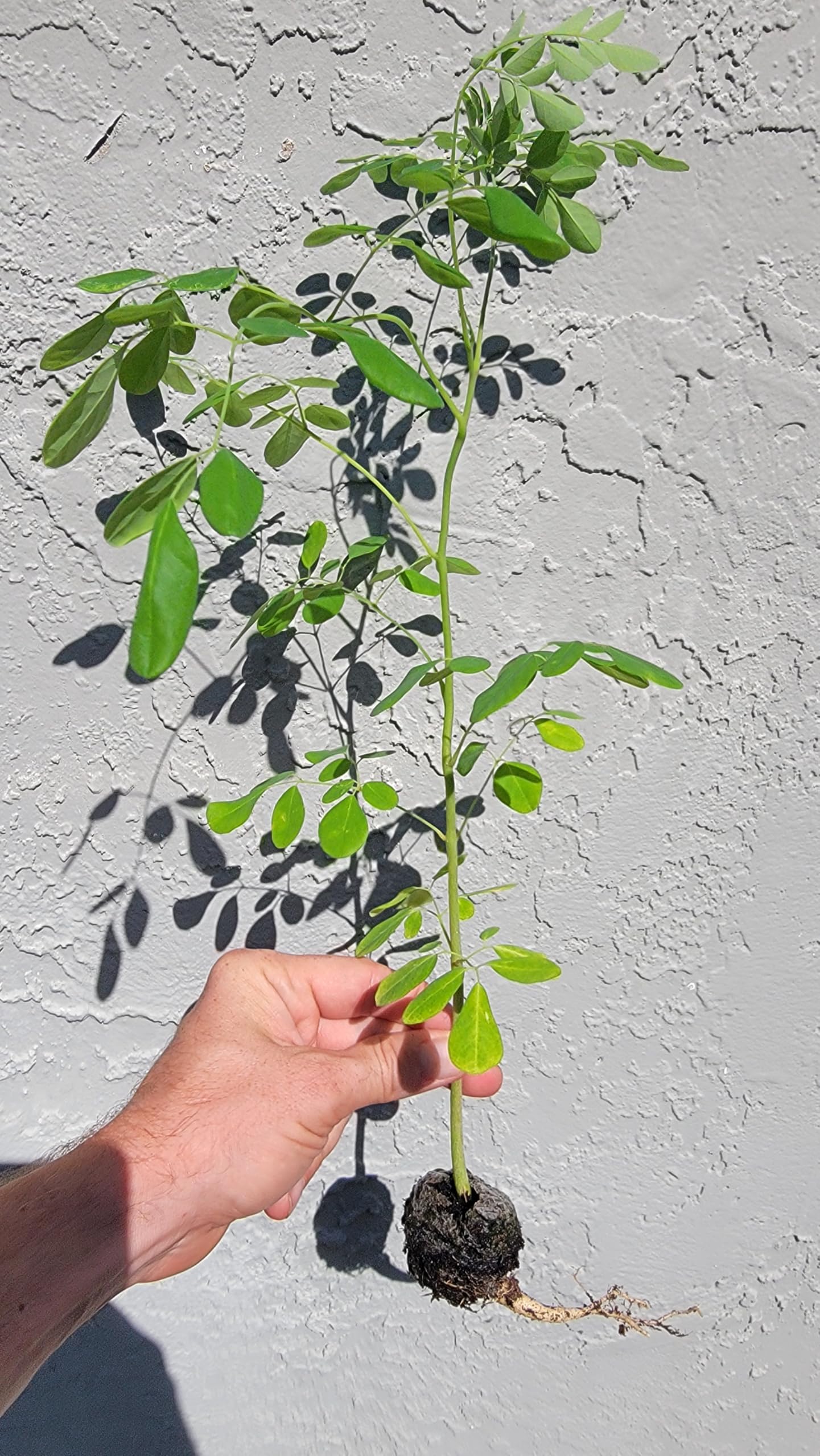 Moringa Trees 5 Live Moringa Plants with Moringa Seeds - Organically Grown - Non-GMO - Miracle Tree - Moringa Oleifera - Herb, Drought-Tolerant, Resilient, Hardy