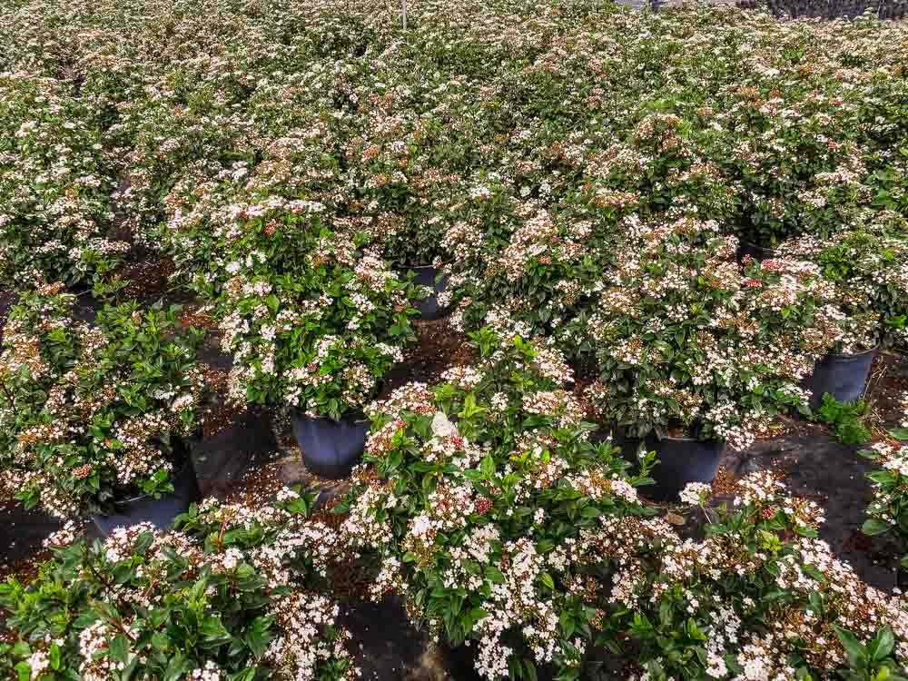 Spring Bouquet Viburnum 3 Gallon