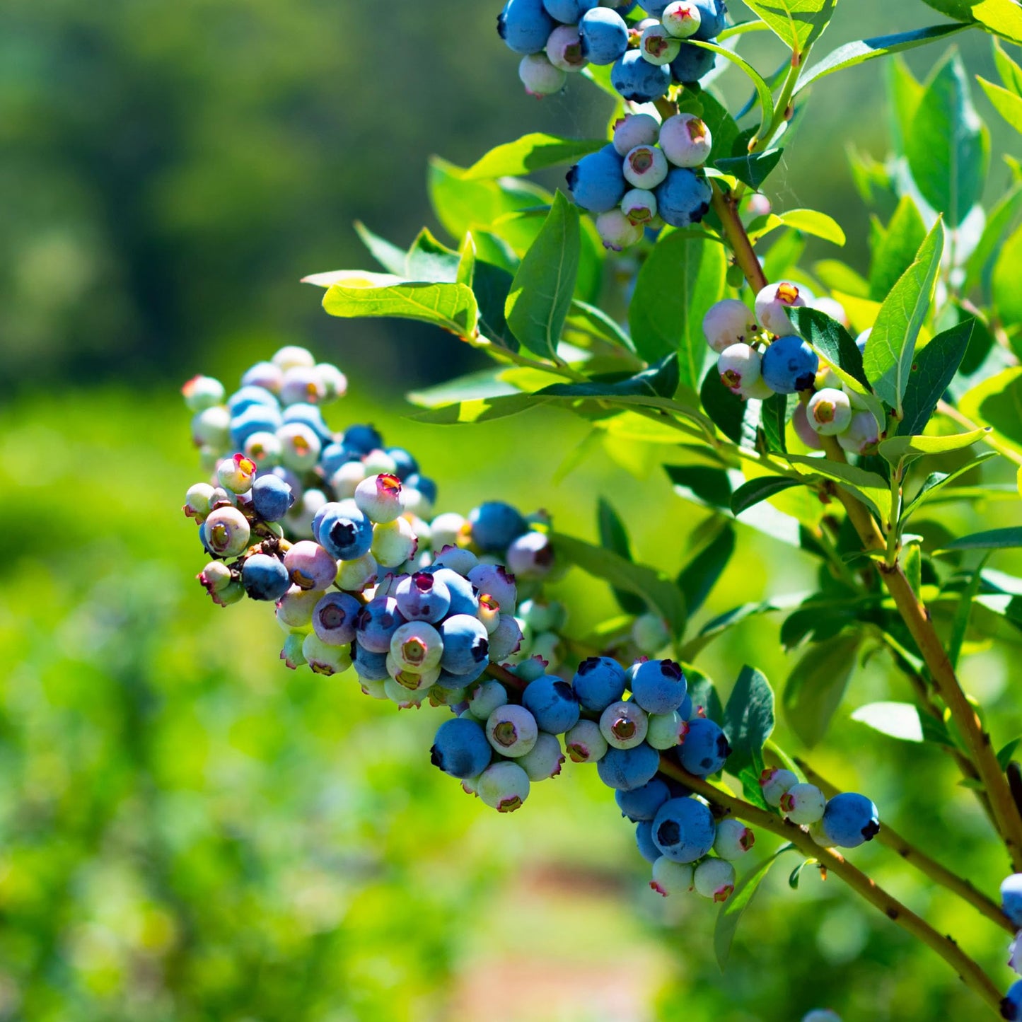 Perfect Plants Duke Blueberry 1 Gallon | Live Fruit Bush for Gardening | Edible Berries