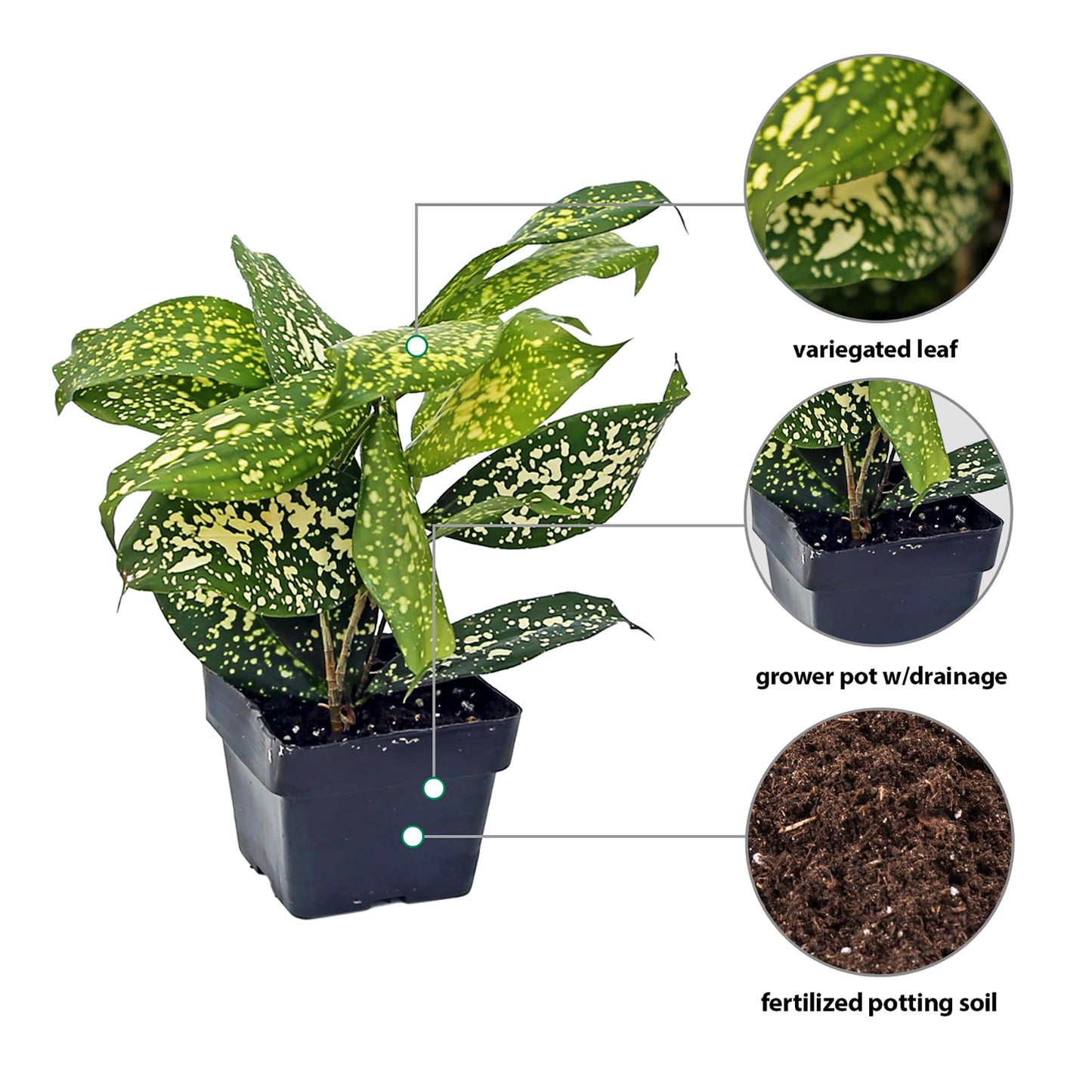 12 Pack Live Florida Beauty Golddust Spoted-Leaf Dracaena Surculosa, Variegated Indoor Potted Houseplant, Office Gift, Get Well Gift, Birthday Gift, Thank You Gift in 3" Pot
