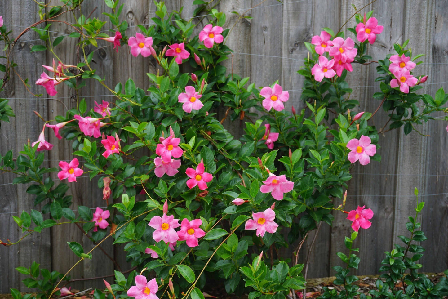 Mandevilla Pink Fury Live Plants (5-9") - Pack of 2 (Two) - Hot Pink Rocktrumpet Vine - Heat Tolerant Tropical Climber - Fast Growing Patio Container Garden - Hummingbird Magnet