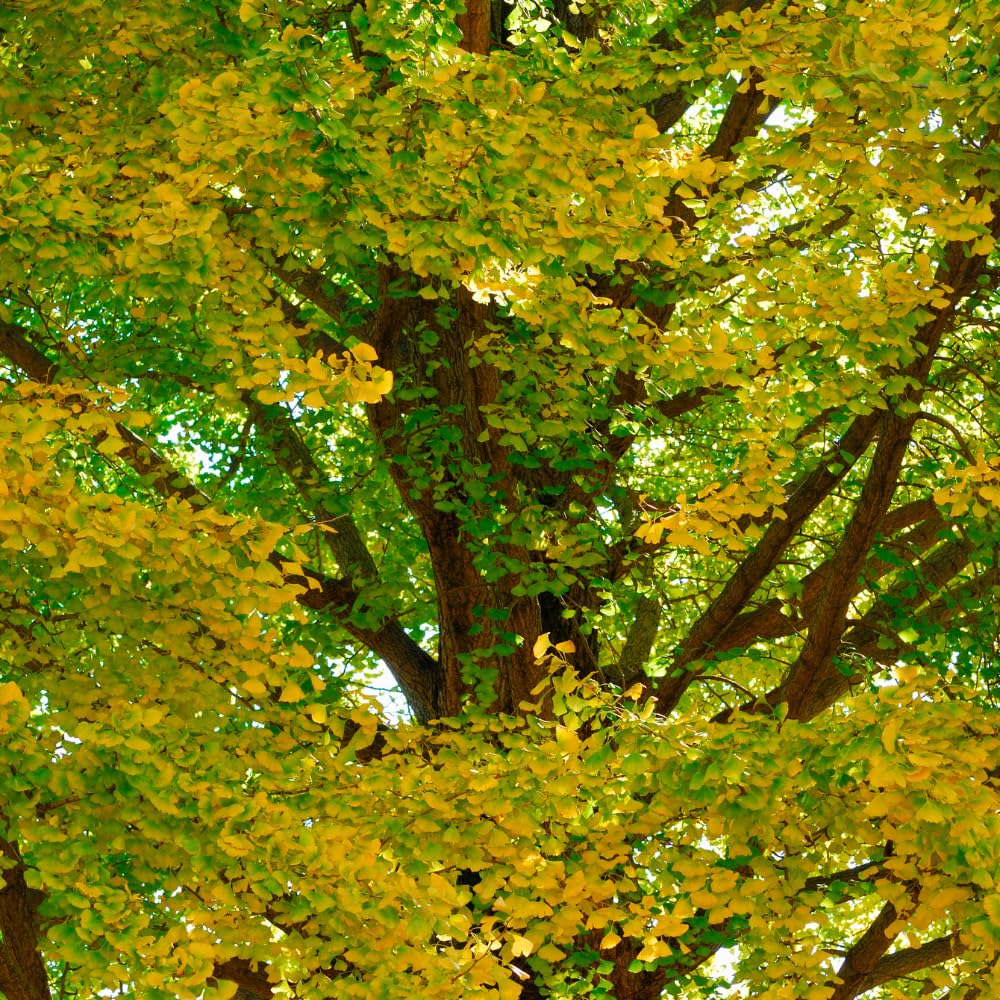 Ginkgo Tree Live Plant, 7 to 11 Inc Tall, Ginkgo Plant Seedling, 4 Inc Potted Shrub Plant