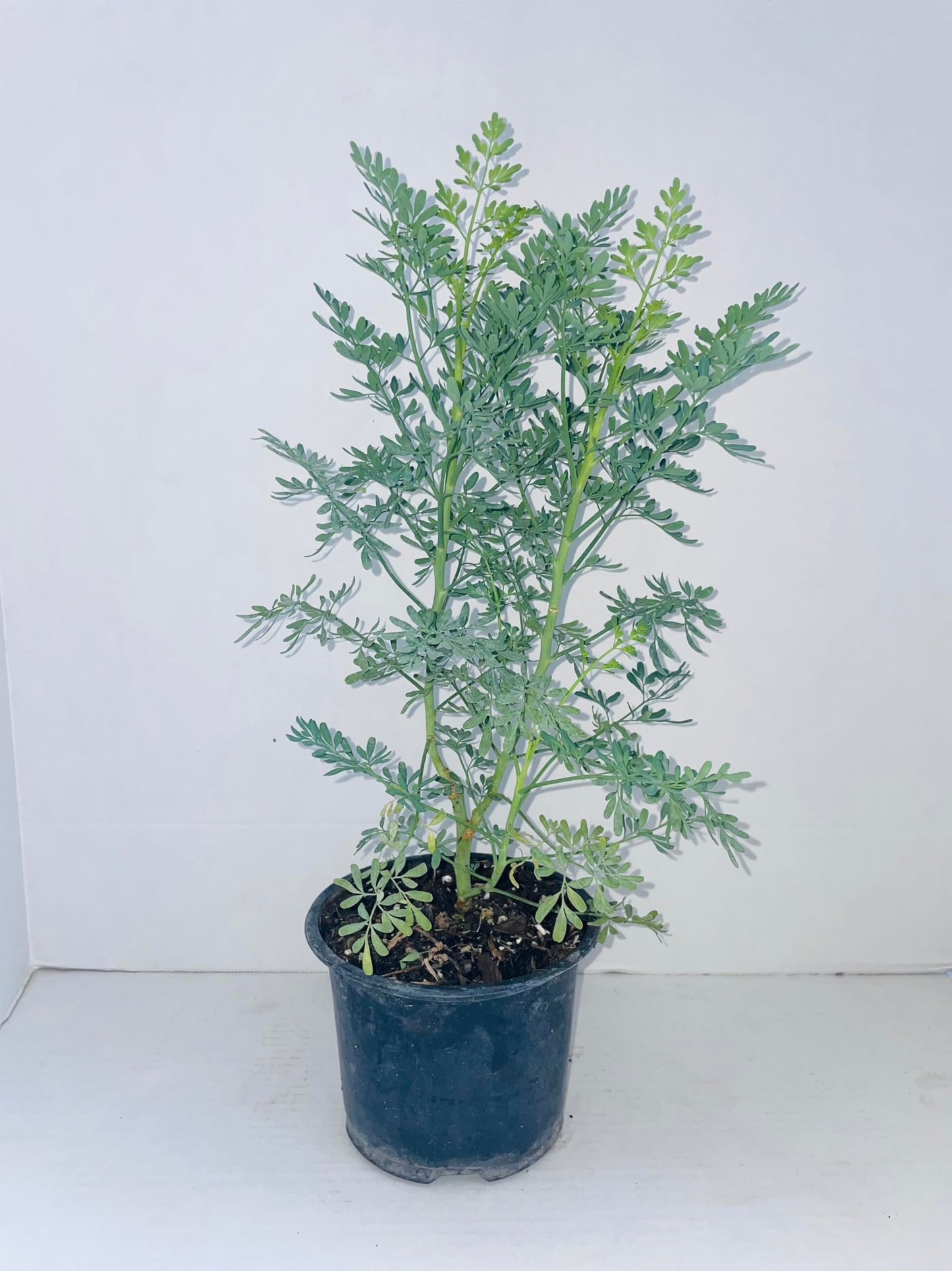 Plant - Common Rue (Ruta graveolens) Herb of Grace - Ship in 3" Pot with Soil…5" to 7" Height