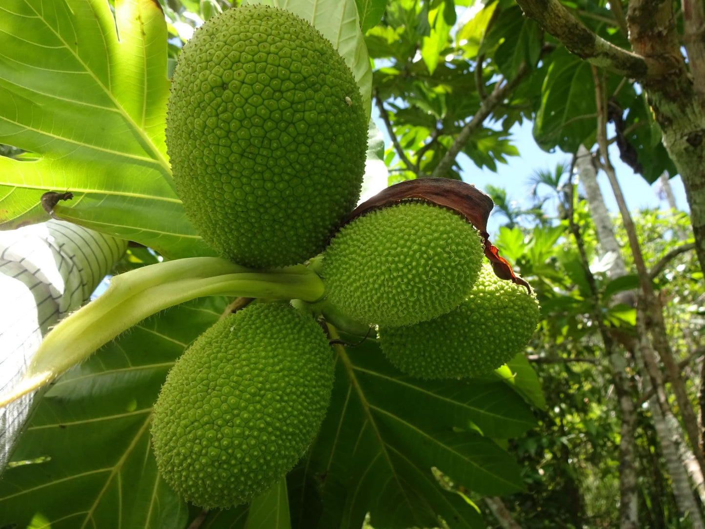 Generic New Fresh 100pcs Breadfruit Seeds