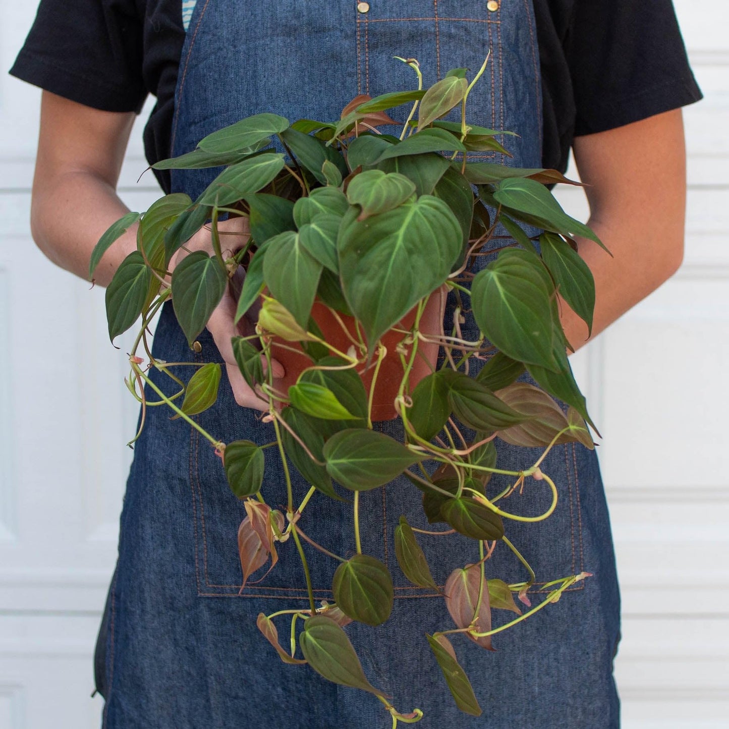 Philodendron 'Velvet' | Live Plant for Indoor & Outdoor | for Living Room, Office, Bathroom | (6" Pot)