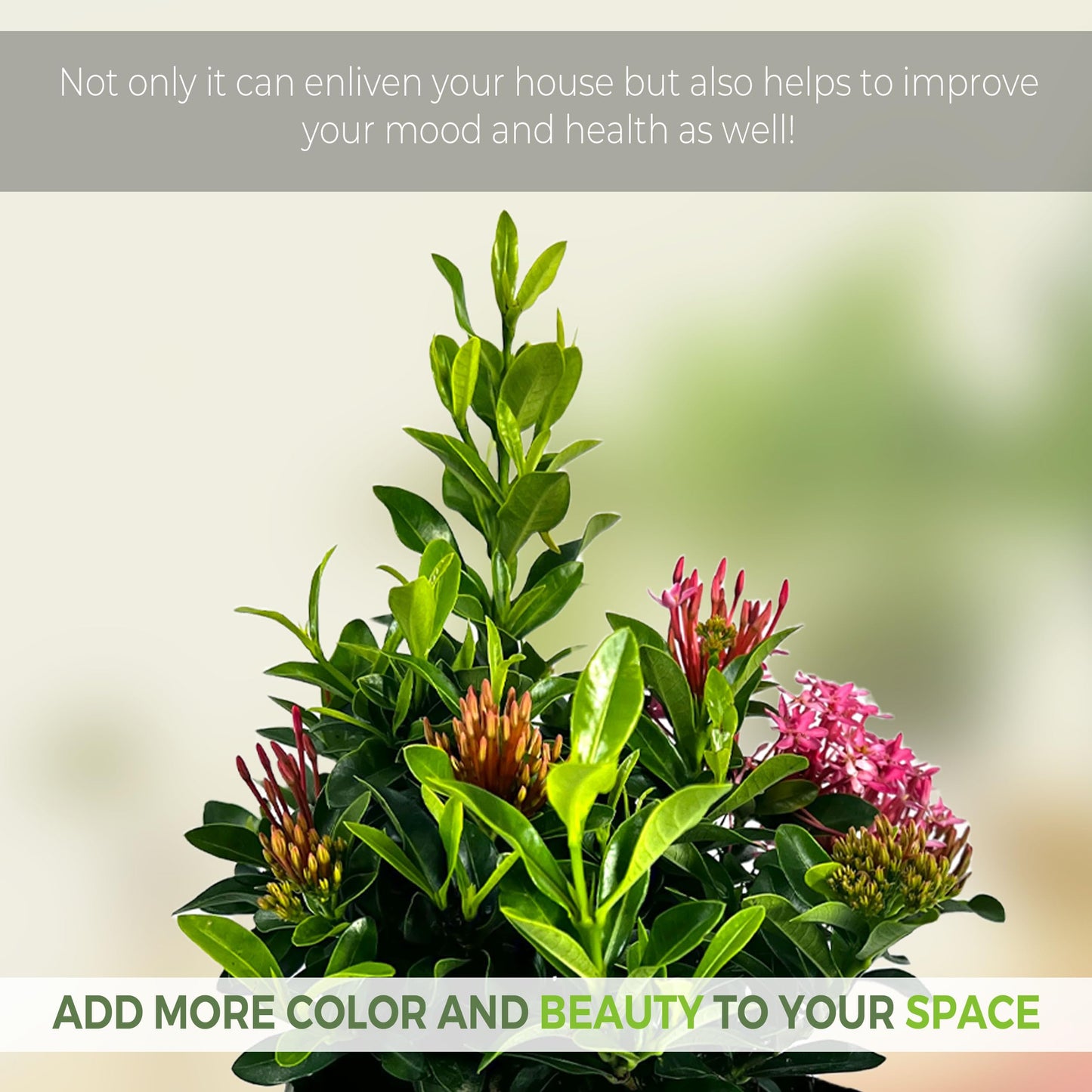 LEAL PLANTS ECUADOR Ixora Dwarf Pink (Pack of 2) | Vibrant Dwarf Pink Ixora Shrubs | Evergreen Indoor Plant |Low-Maintenance Natural Décor for Home & Garden | Live Tropical Plant | Flower Plants