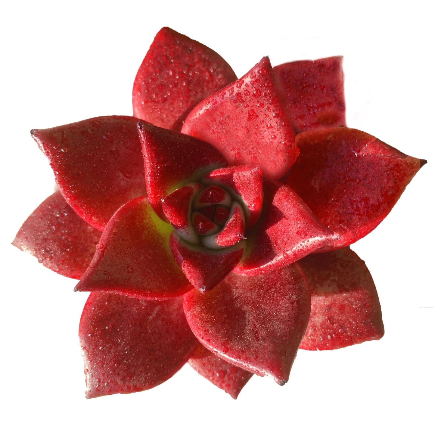 FWPP Live Succulents Plants Echeveria Agavoides v Romeo Rubin 3 inches,Rare red Succulents Bare Root Without Pot Soil, Live Plants Indoor Office Decoration Wedding and Gift