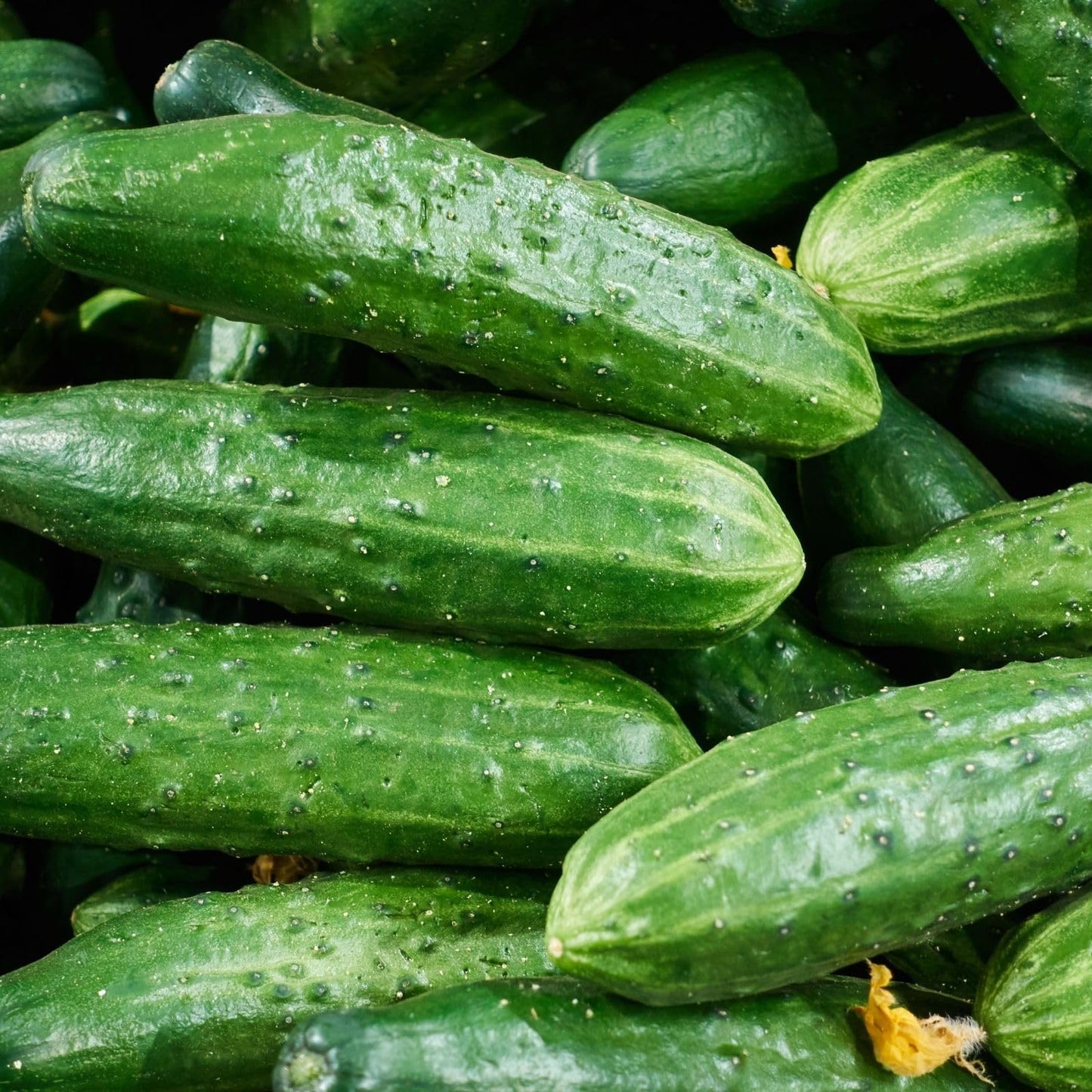 Clovers Garden Cucumber Patio Snacker Plants - Two (2) Live Plants – Non-GMO - Not Seeds - Each 4" to 8" Tall – in 4" Inch Pots - Burpless, High Yield, Compact