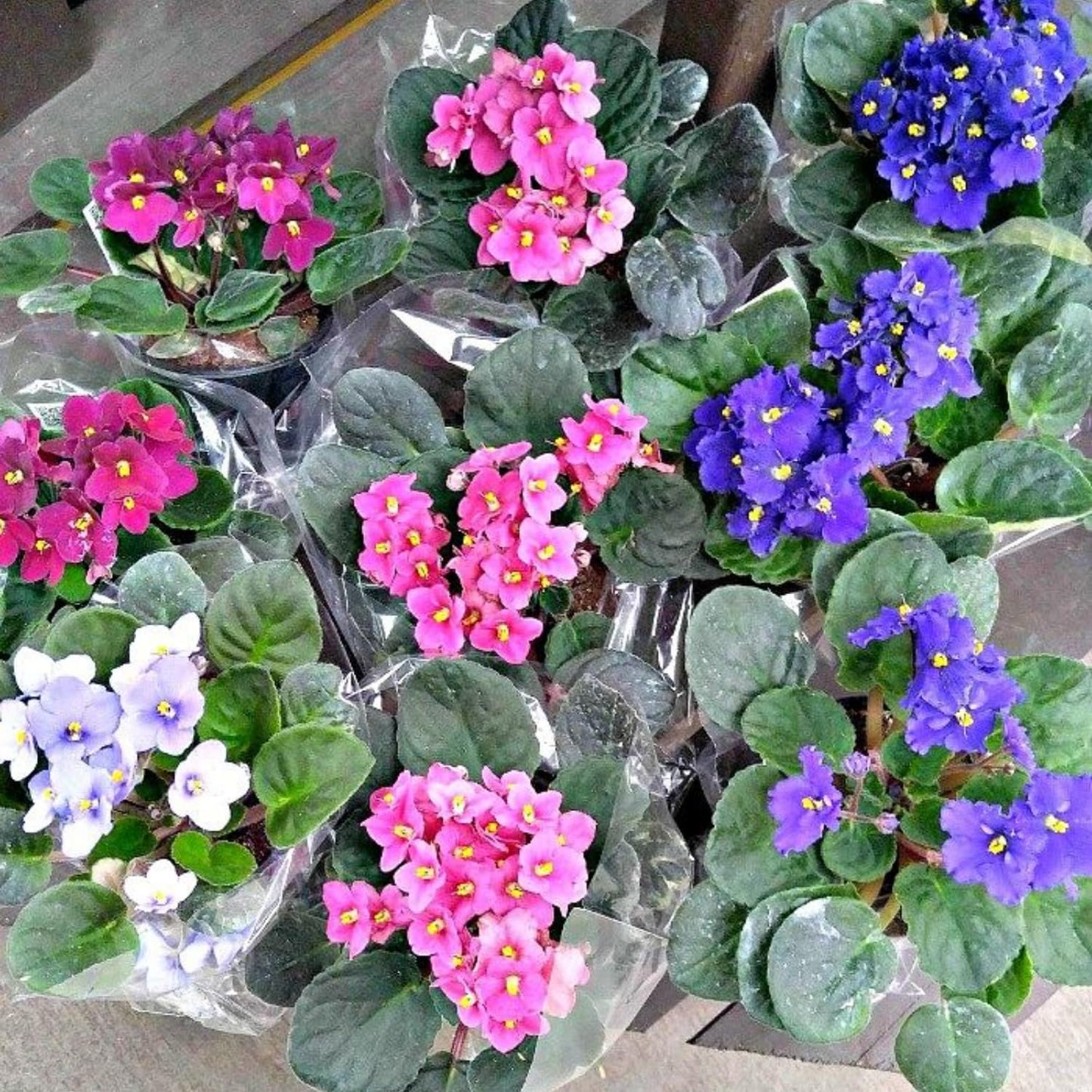 African Violet Plant, Live African Violet Flowers in 4'' Pot, Low-Maintenance Indoor Flowering Plant with Vibrant Blooms (Mix Blooms)