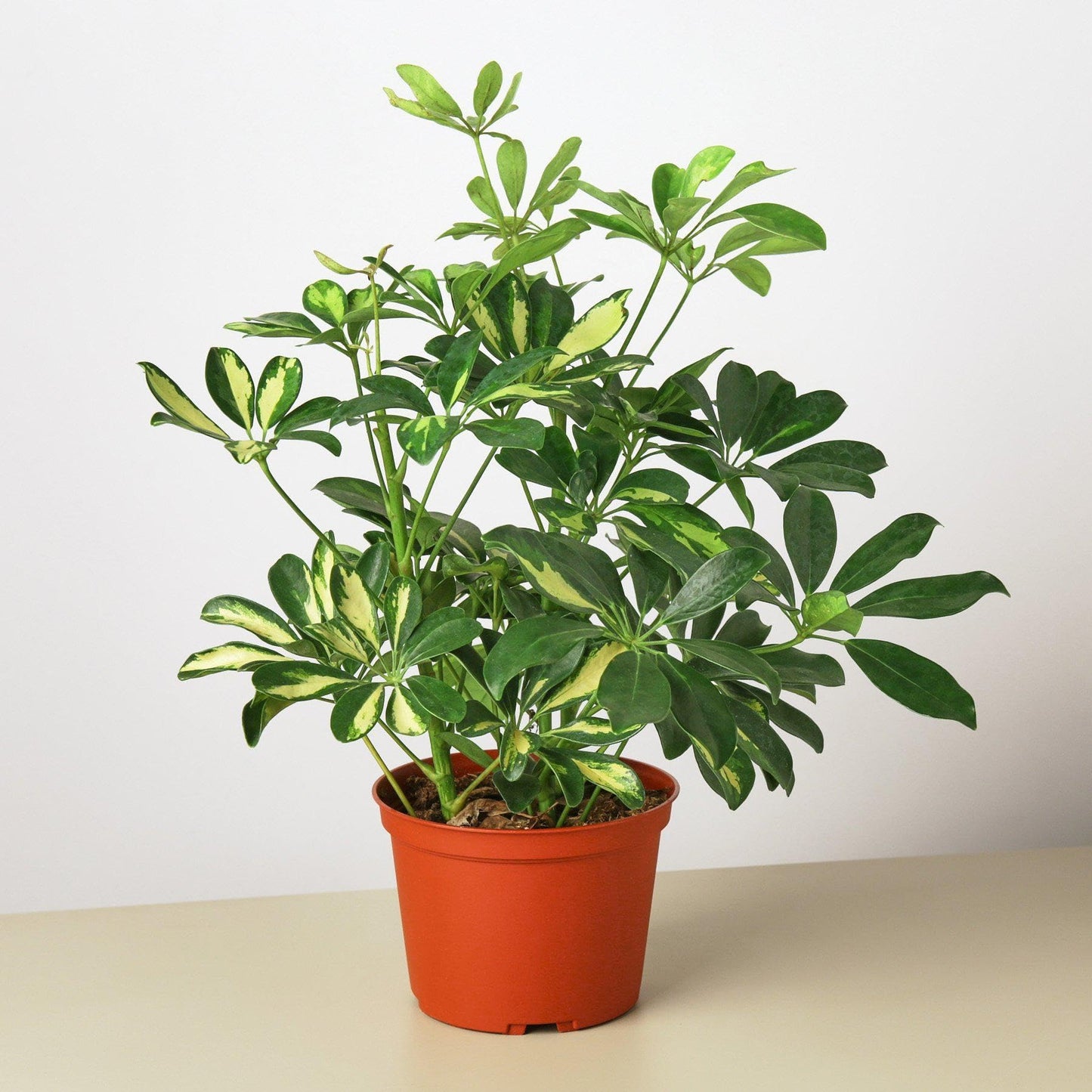 Schefflera Arboricola Variegated 'Umbrella' | Live Plant for Indoor & Outdoor | for Living Room, Office, Bathroom | (6" Pot)