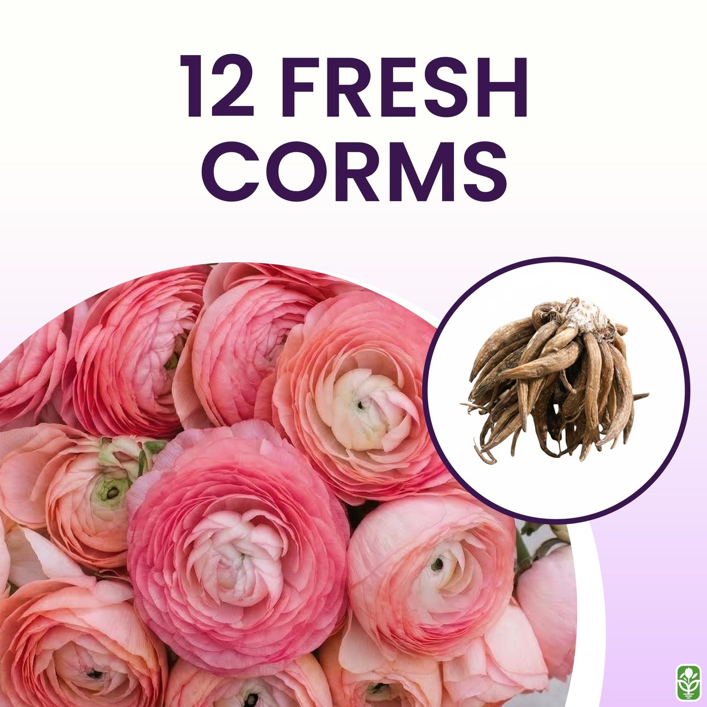 Pink French Ranunculus Corms - 12 Largest Size Corms, Premium Bulbs for Vibrant Blooms, Ideal for Garden Beds, Stunning Peony-Like Flowers