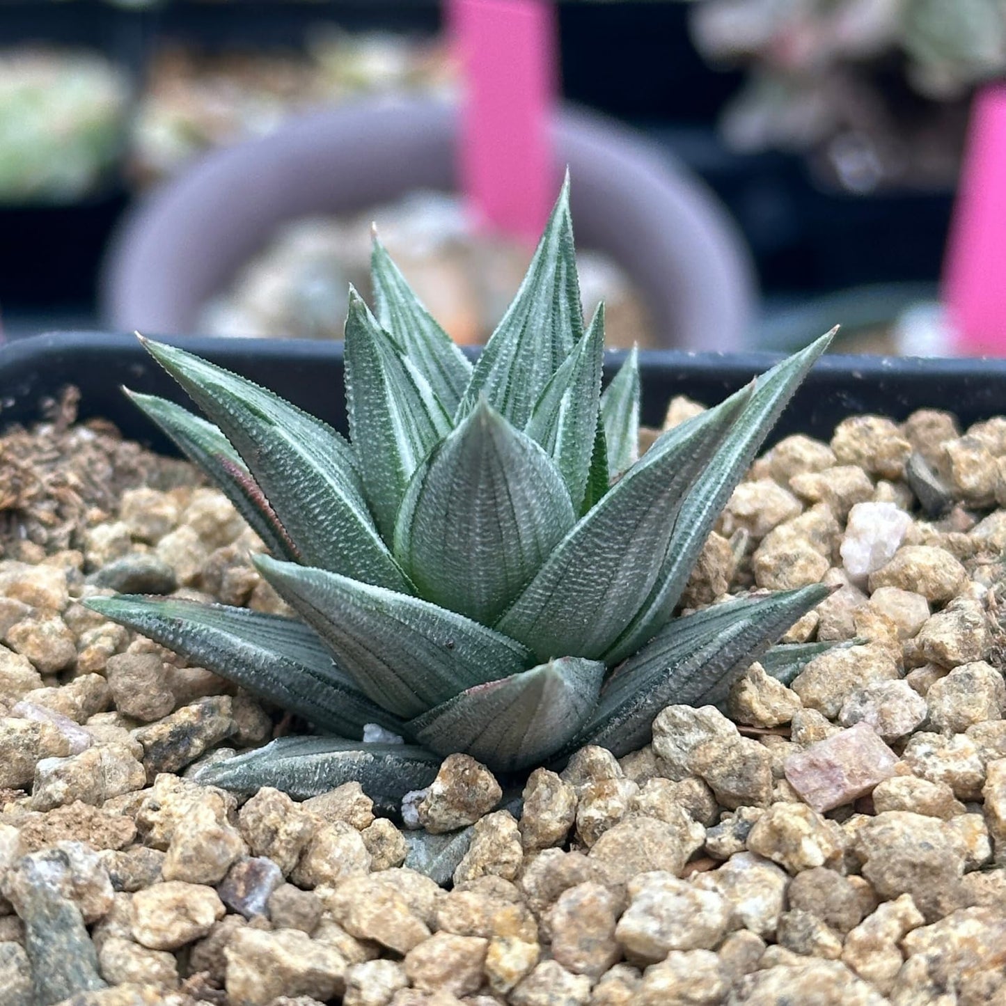 Rare Haworthia Ivory Tower White Variegata - Succulent Plants - Unique Varieties | Live Indoor Plants | Low-Maintenance | Great for Collectors, Home, Office, and Gifts