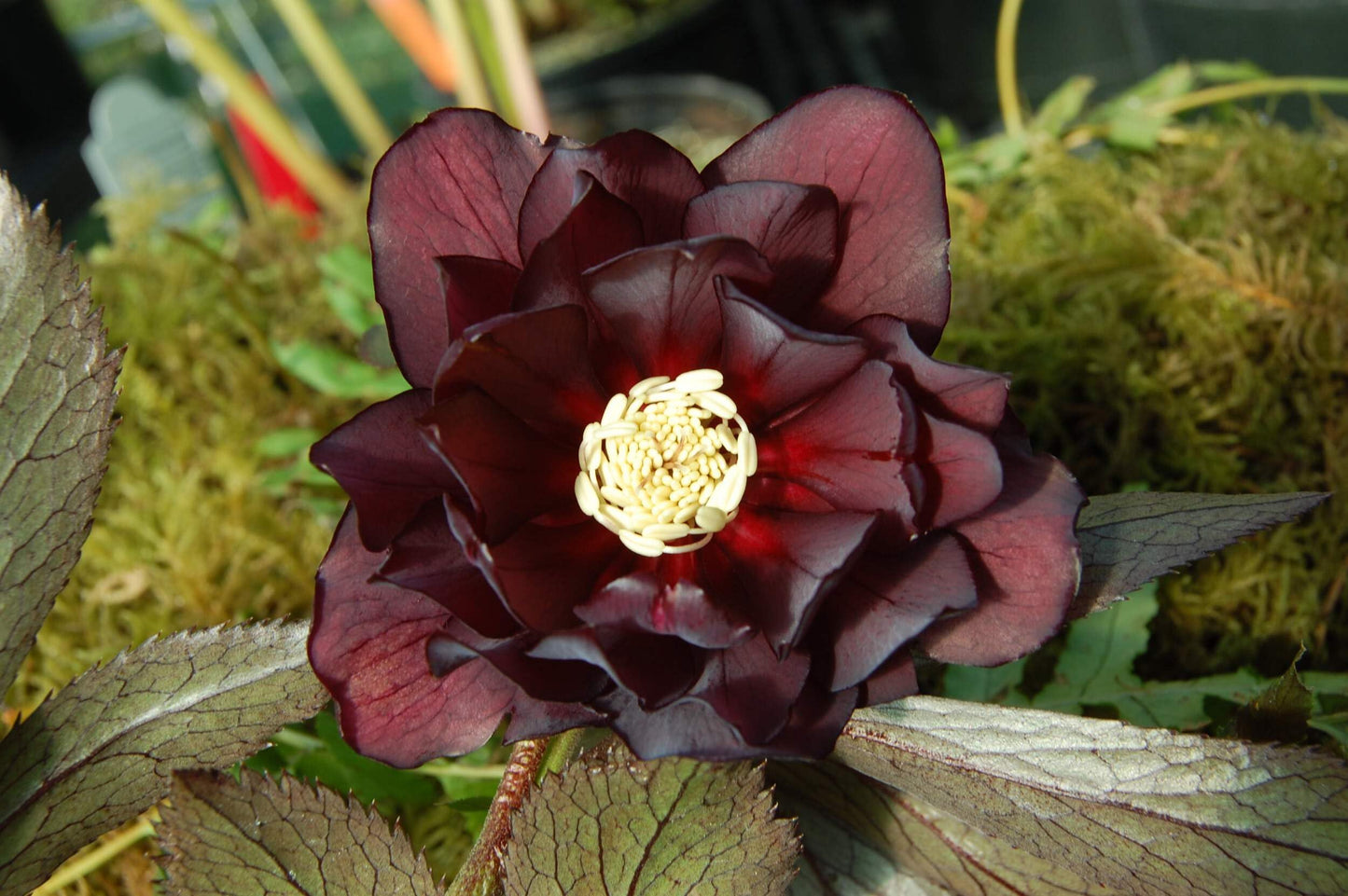 Perennial Farm Helleborus Winter Jewels ‘Red Sapphire’ – Live Lenten Rose in 1 Quart, Deep Red Blooms, Early Spring Color, Shade Loving, Deer Resistant, Ideal for Borders & Woodland Gardens