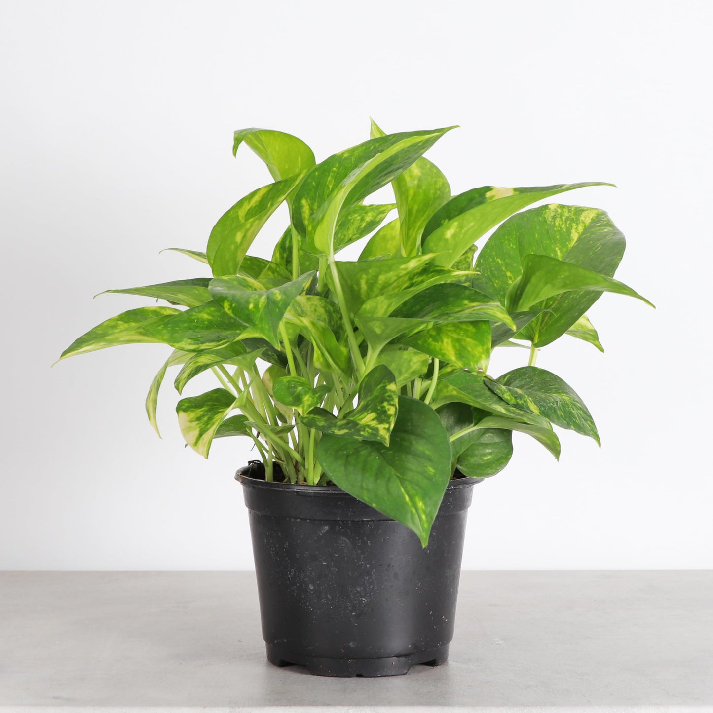 Thorsen's Greenhouse Golden Pothos, Live Indoor Vining Plant, Easy to Grow, Variegated Houseplant, Natural Air Purifier (Nursery Pot, 6-inch Pot)