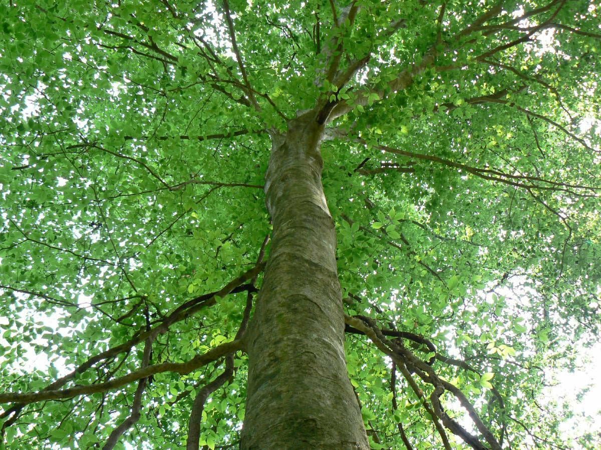 Live Plant - 2 American Beech Trees - 6-12" Tall Live Plants - Quart Pots - Fagus grandifolia