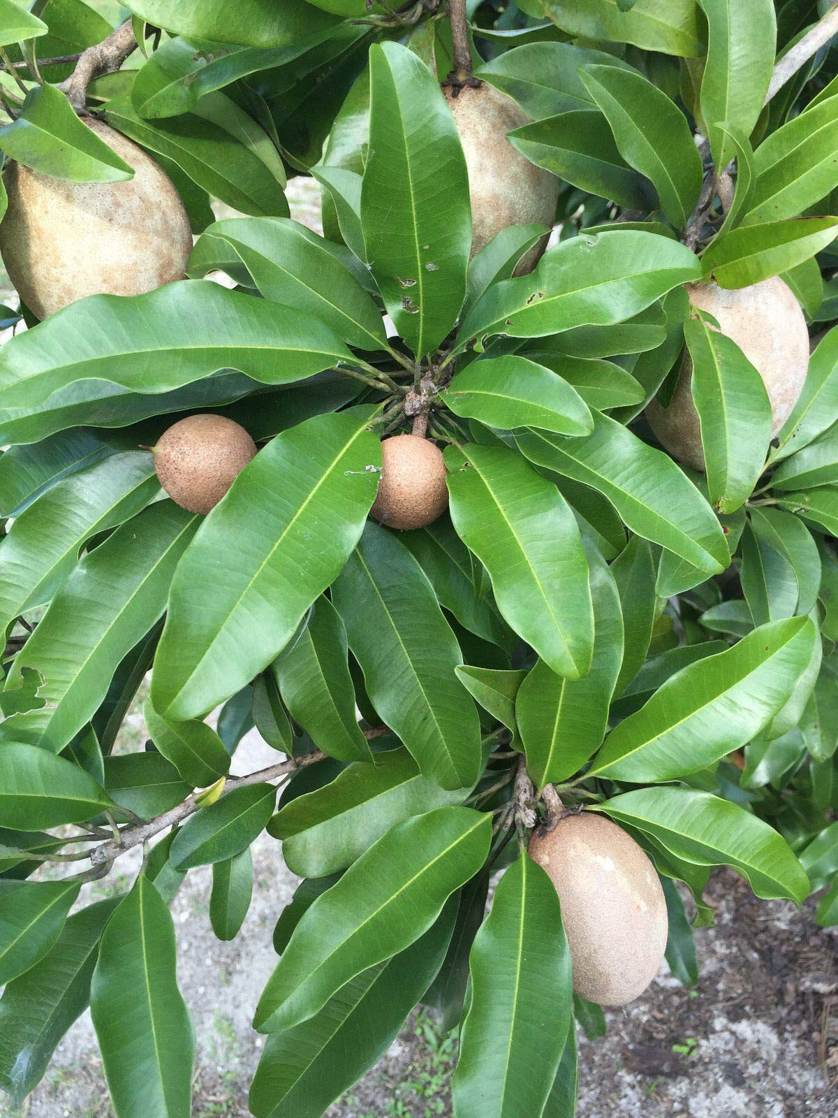 US Warehouse, Live Plant (Not Seed or Bulb), Sapodilla Manilkara Zapota Chiku Excalibur Tropical Tree Starter Plant Seedling