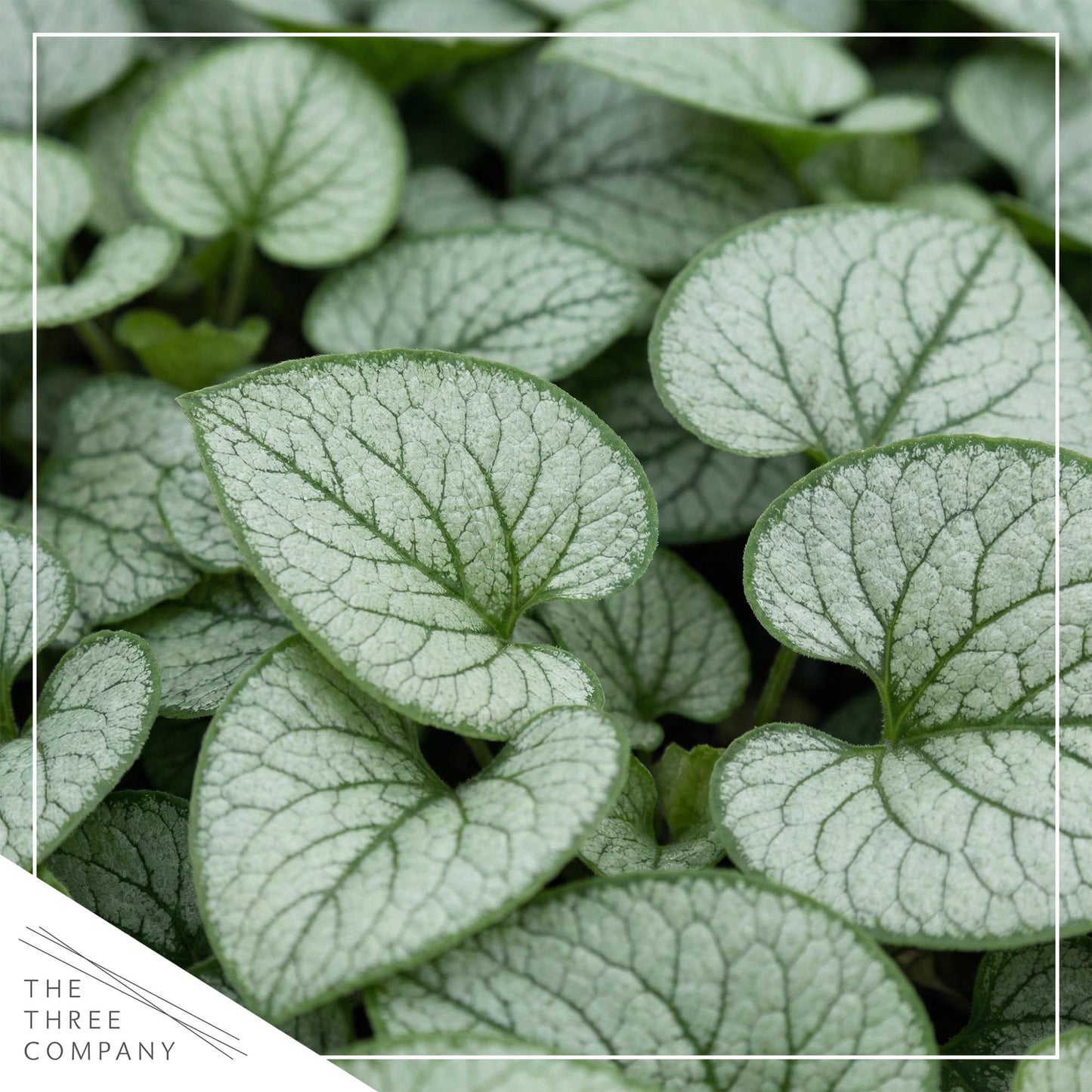 Live Brunnera 2-Pack – Silver Heart – Shade Perennial with Variegated Leaves, Blue Spring Flowers, 10” Tall, 1 Qt Pot