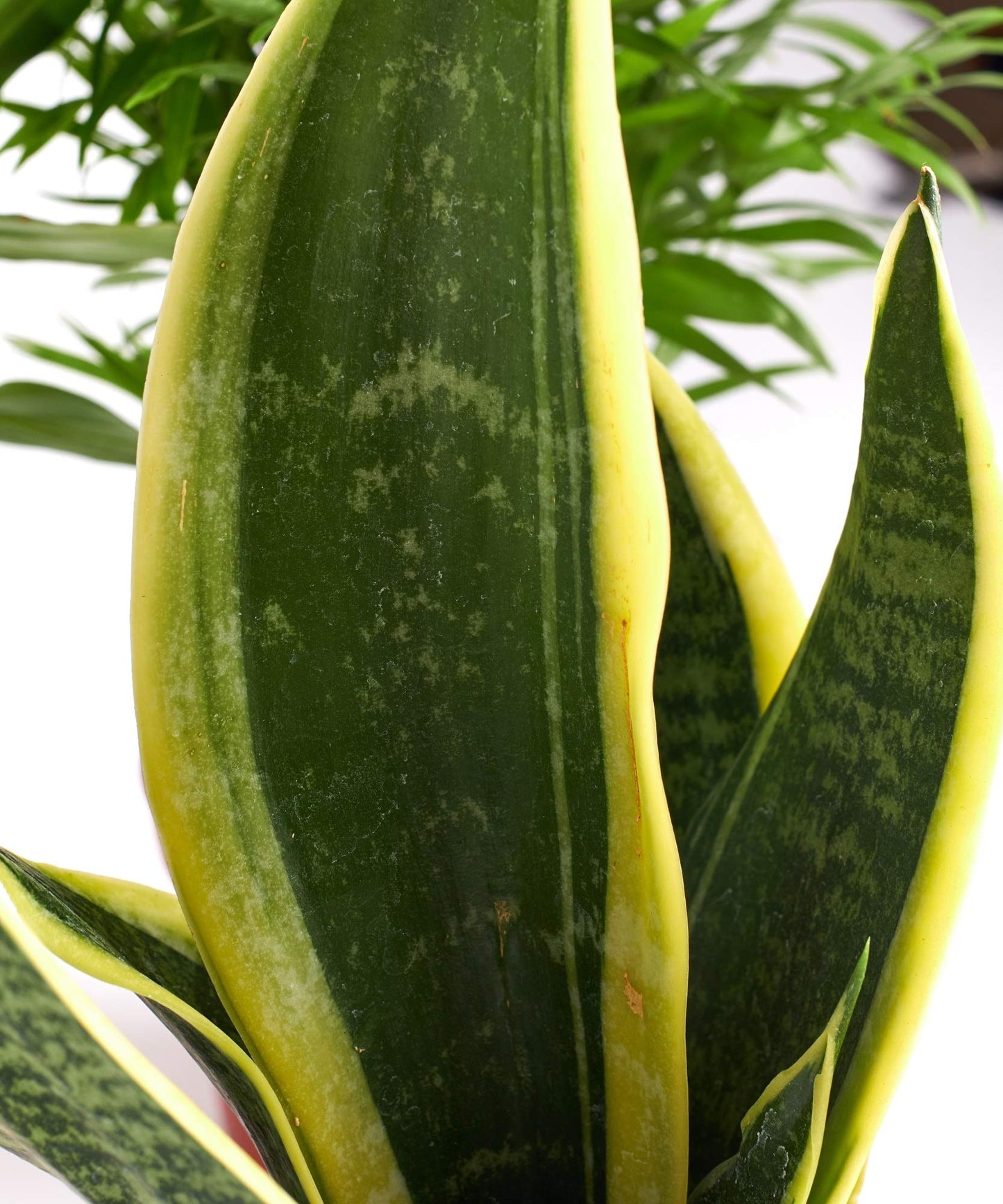 Shop Succulents 3-SILL-PURIFY-4 Windowsill Collection, 4" Grower Pot, Bella Palm/Peace Lily/Snake Plant